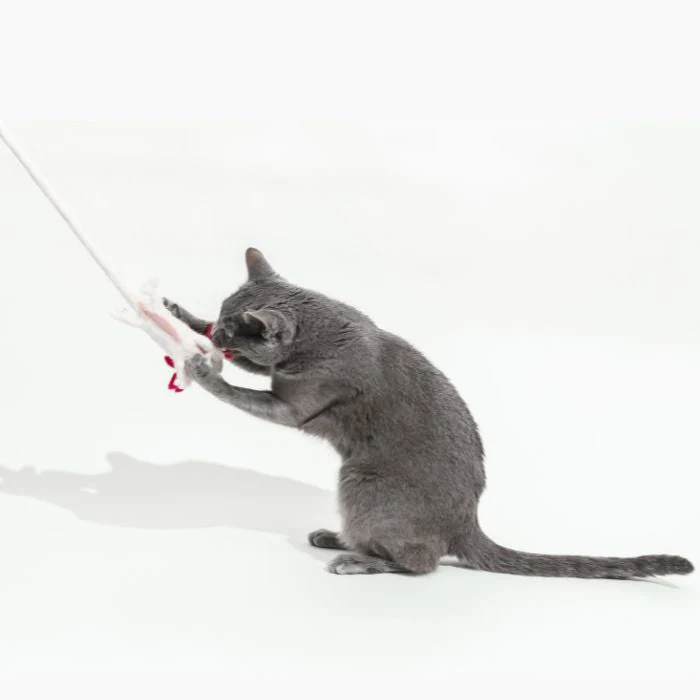 A Little 'Lotl - An Axolotl Wool Cat Toy - Image 7
