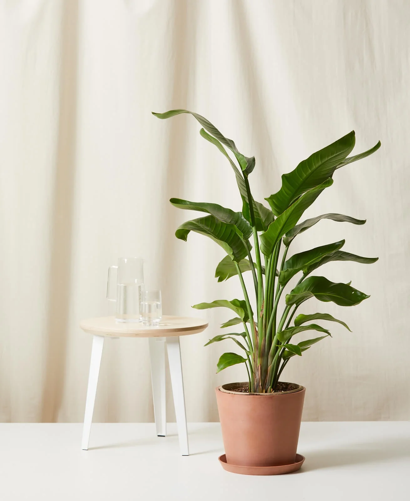 Bird of Paradise LG - Image 11