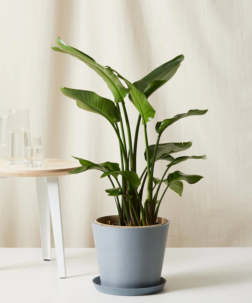 Bird of Paradise LG - Image 15