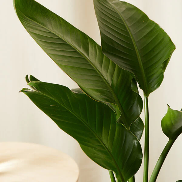 Bird of Paradise LG - Image 4