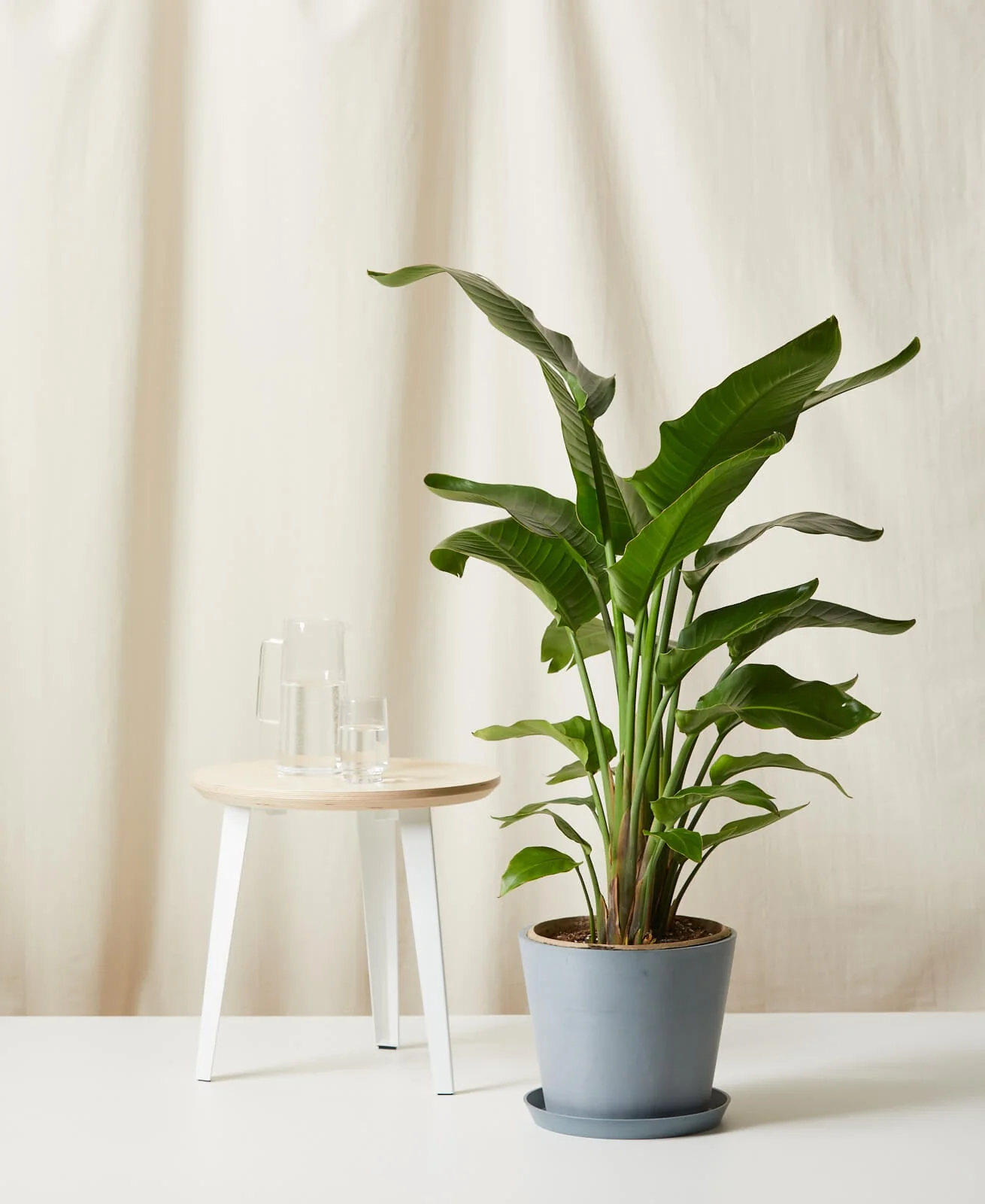 Bird of Paradise LG - Image 8
