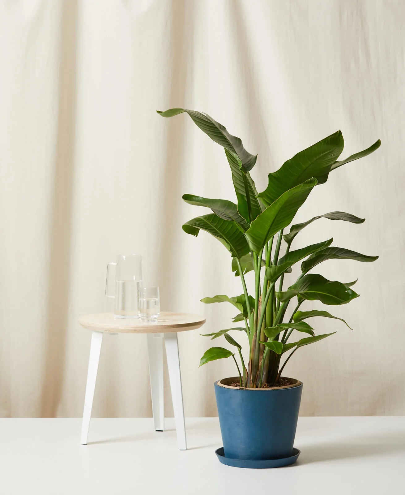 Bird of Paradise XXL - Image 10
