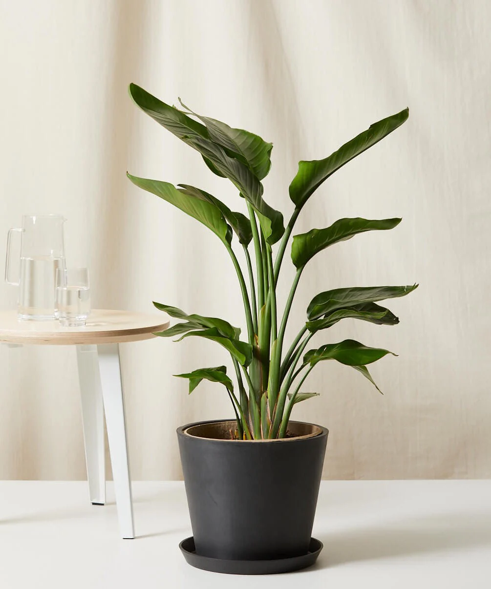 Bird of Paradise XXL - Image 20