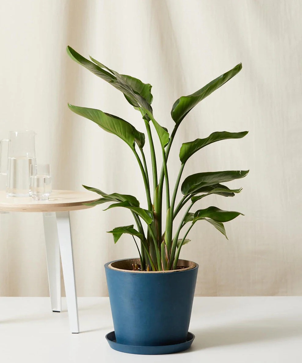 Bird of Paradise XXL - Image 23
