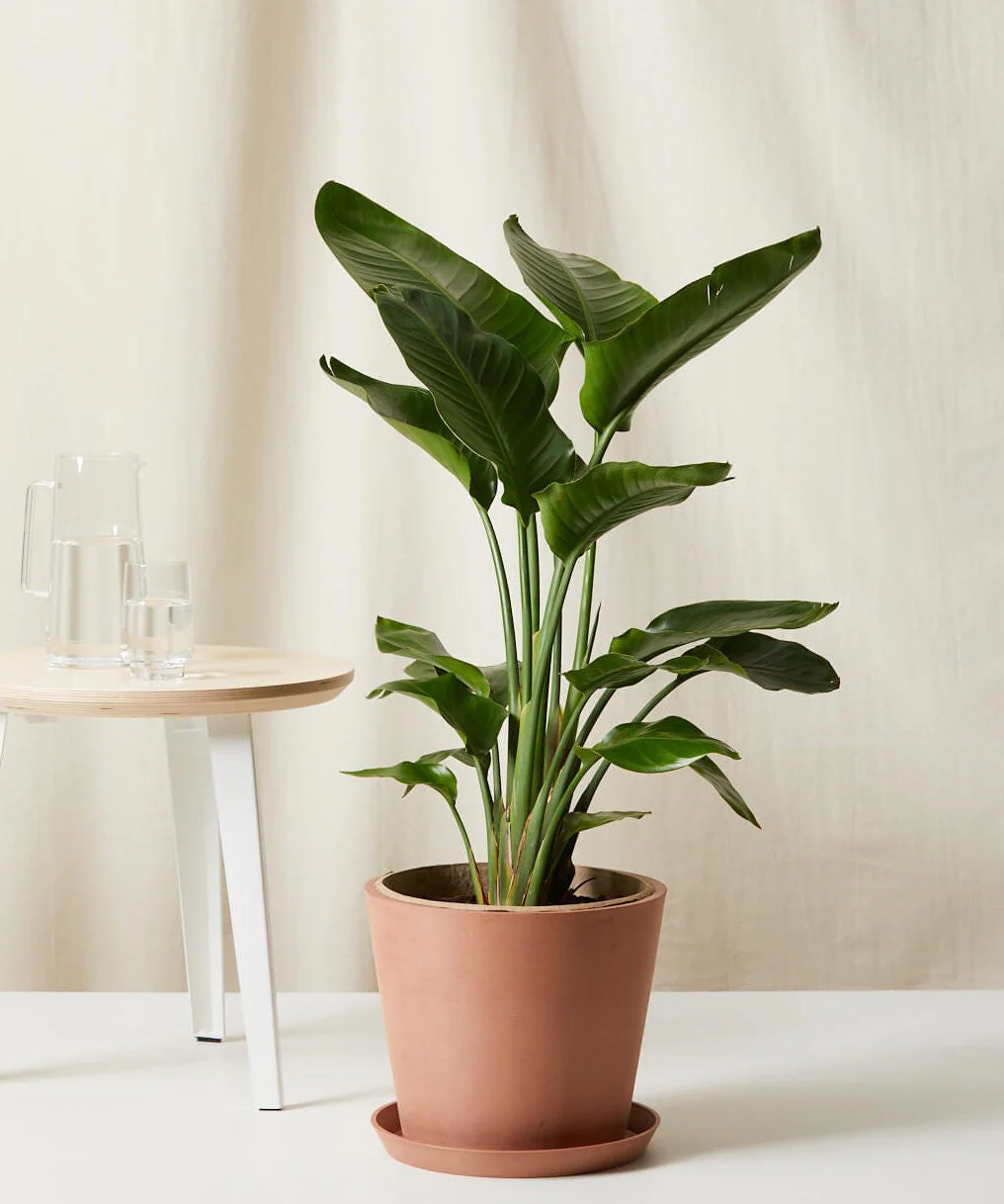Bird of Paradise XXL - Image 24