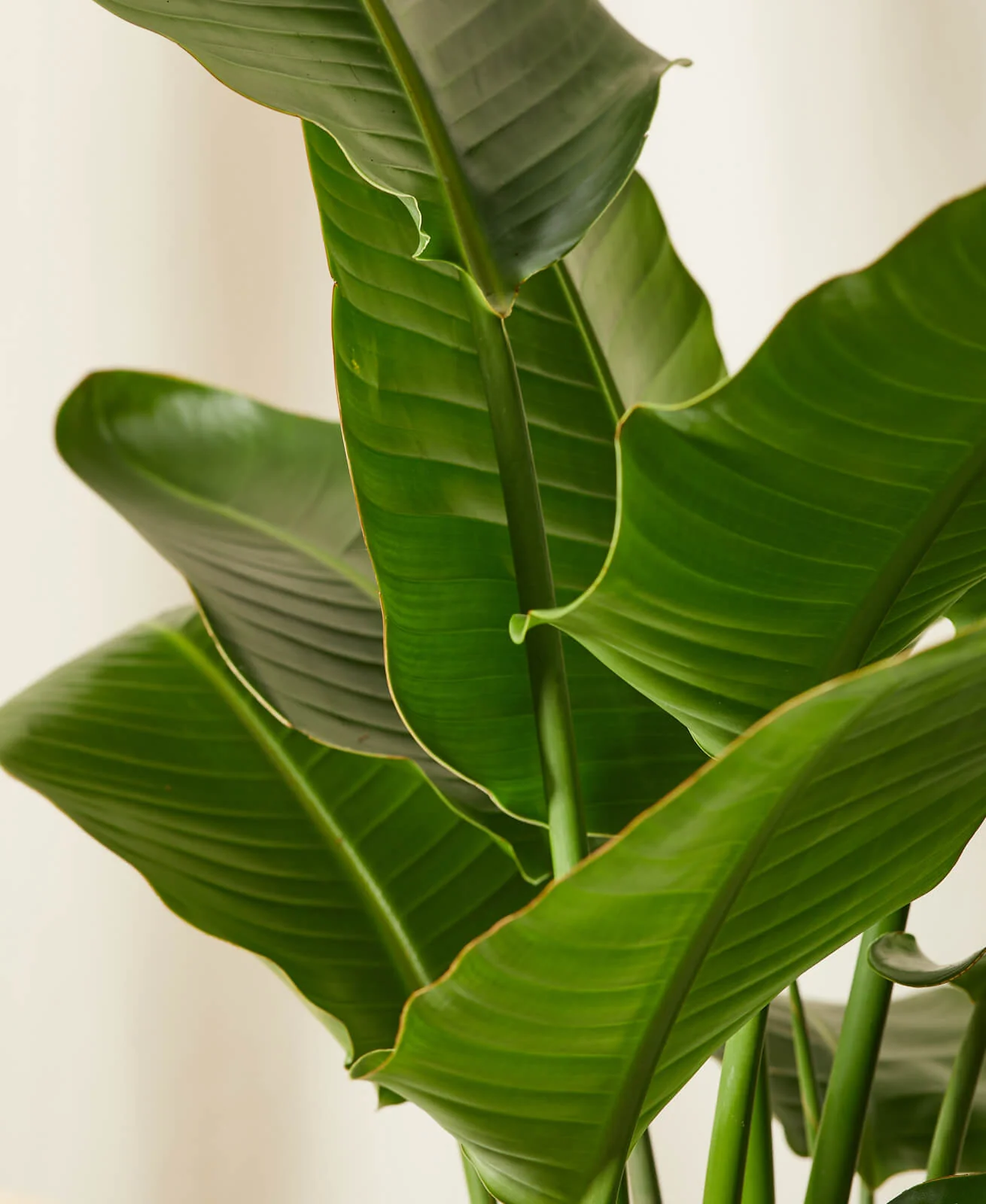 Bird of Paradise XXL - Image 3
