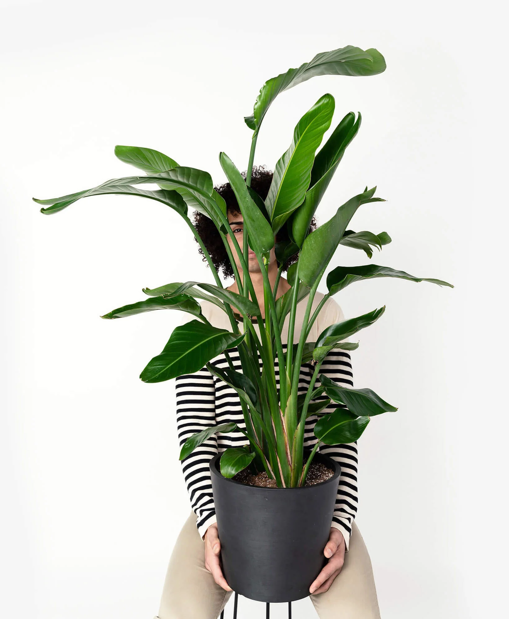 Bird of Paradise XXL - Image 6
