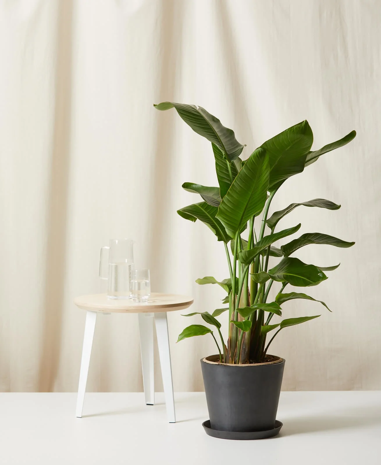 Bird of Paradise XXL - Image 7