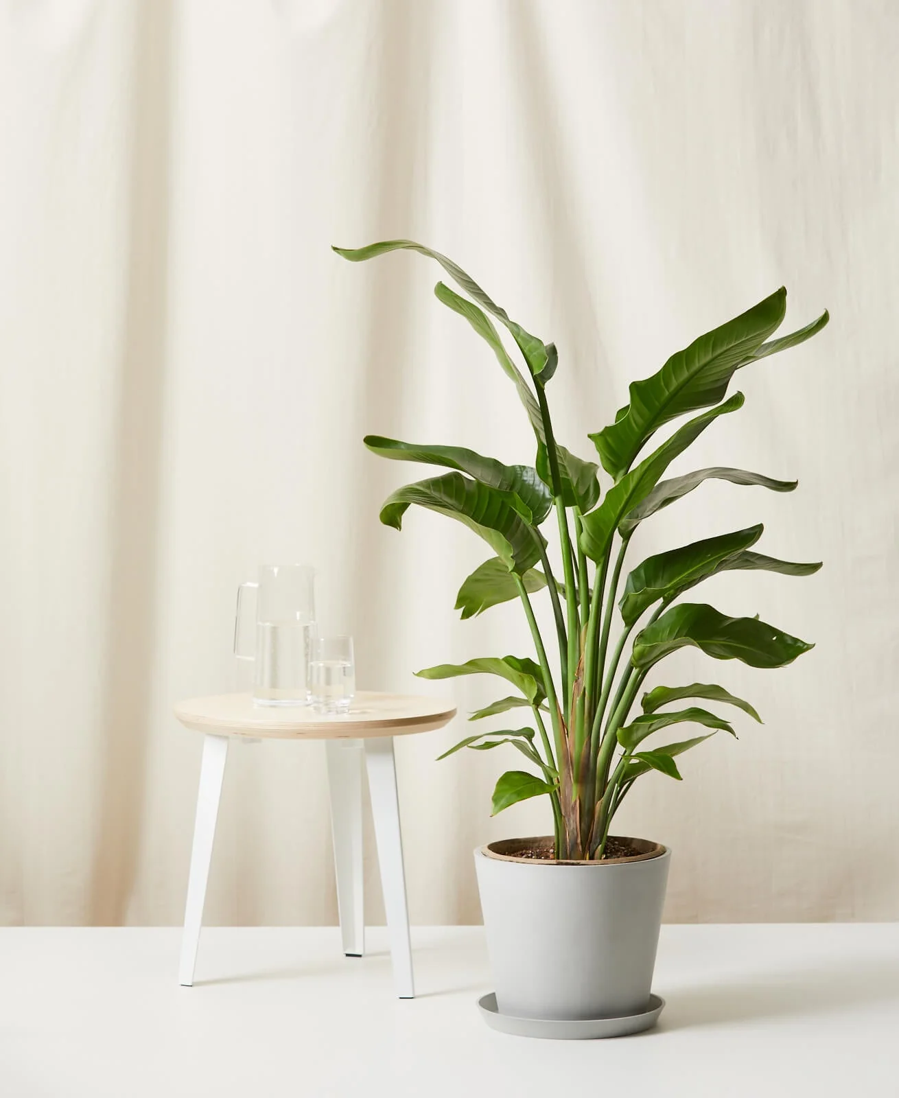 Bird of Paradise XXL - Image 9