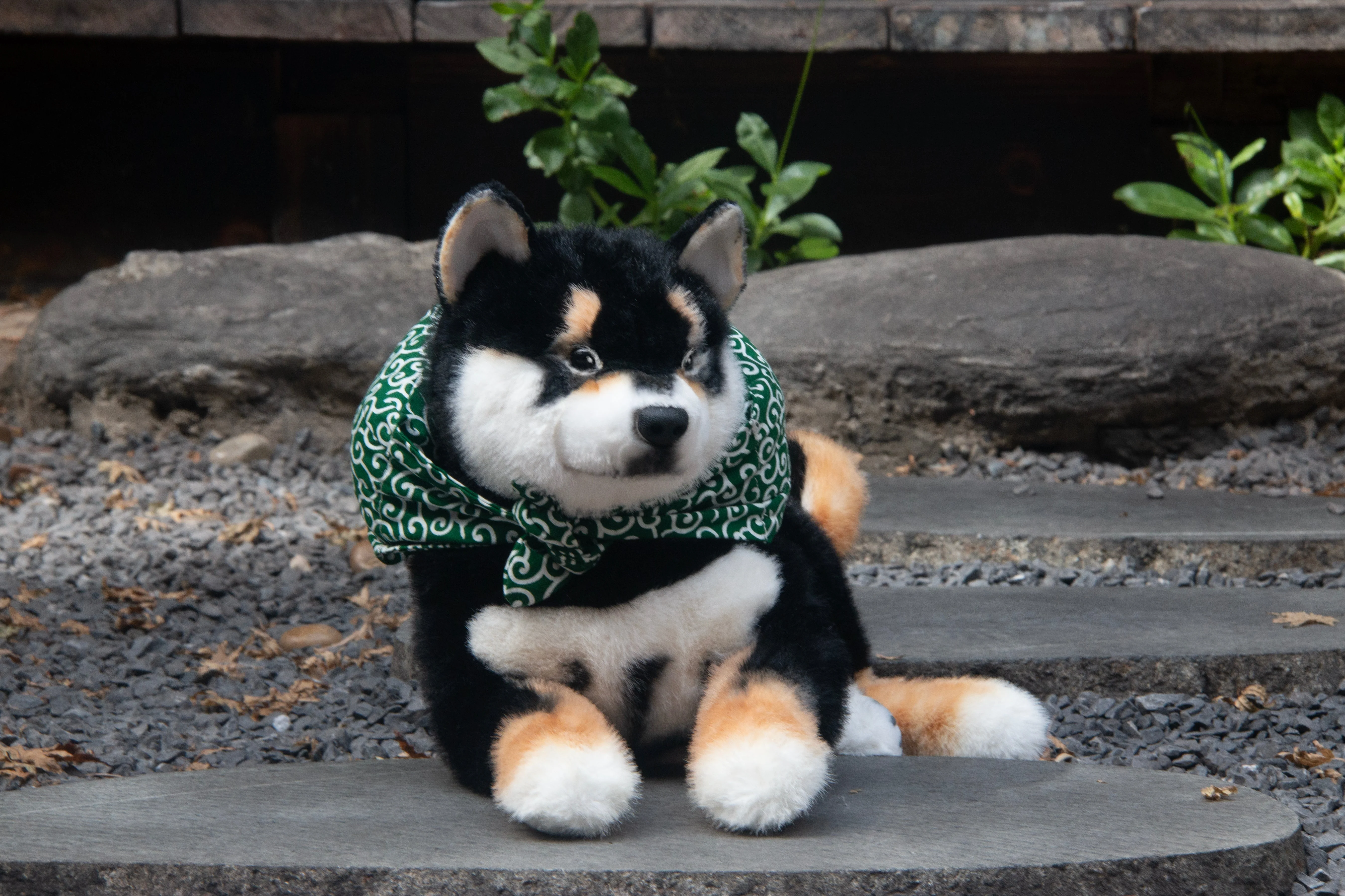 Black Shiba Inu Dog - Image 8