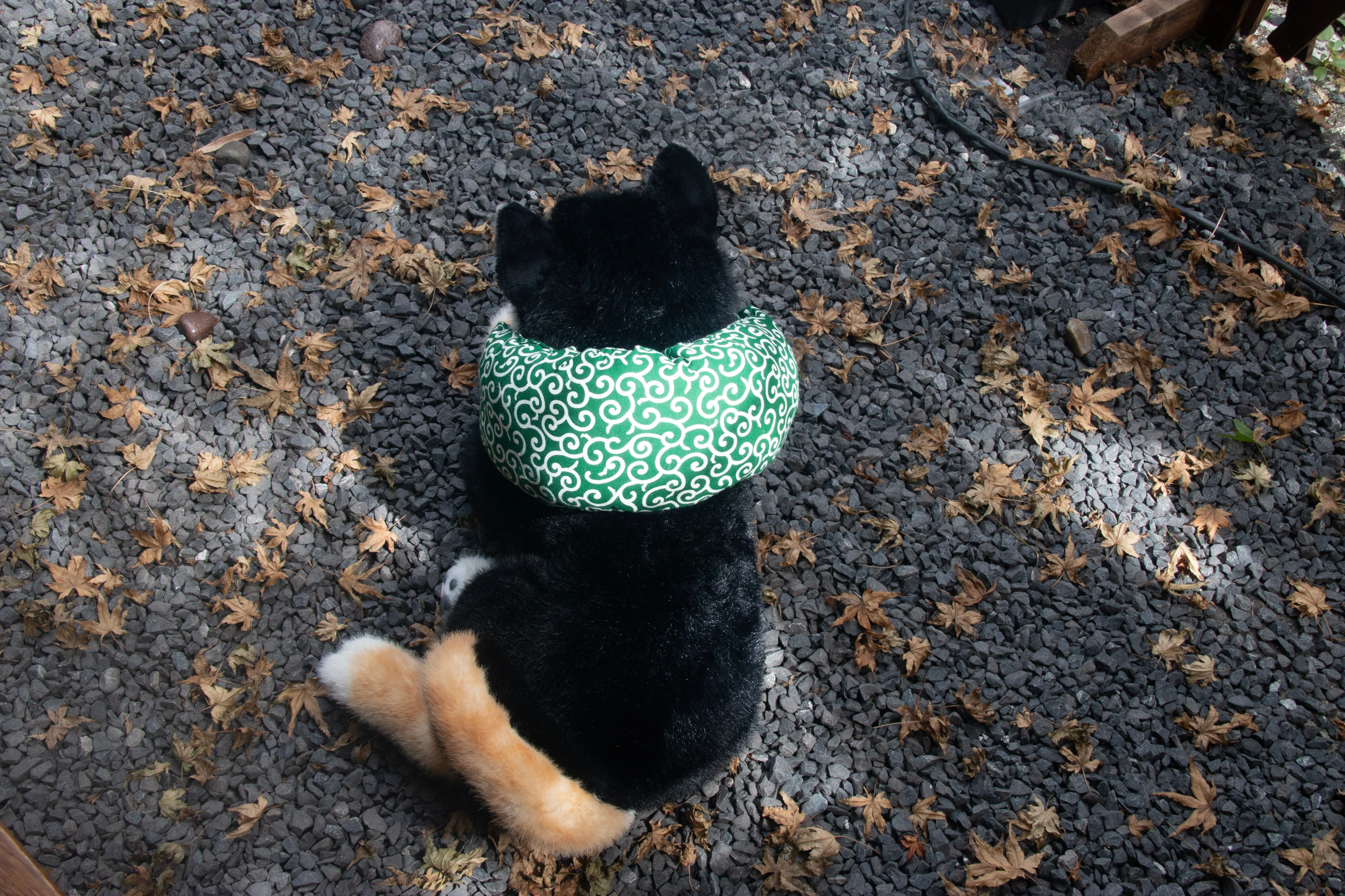 Black Shiba Inu Dog - Image 9