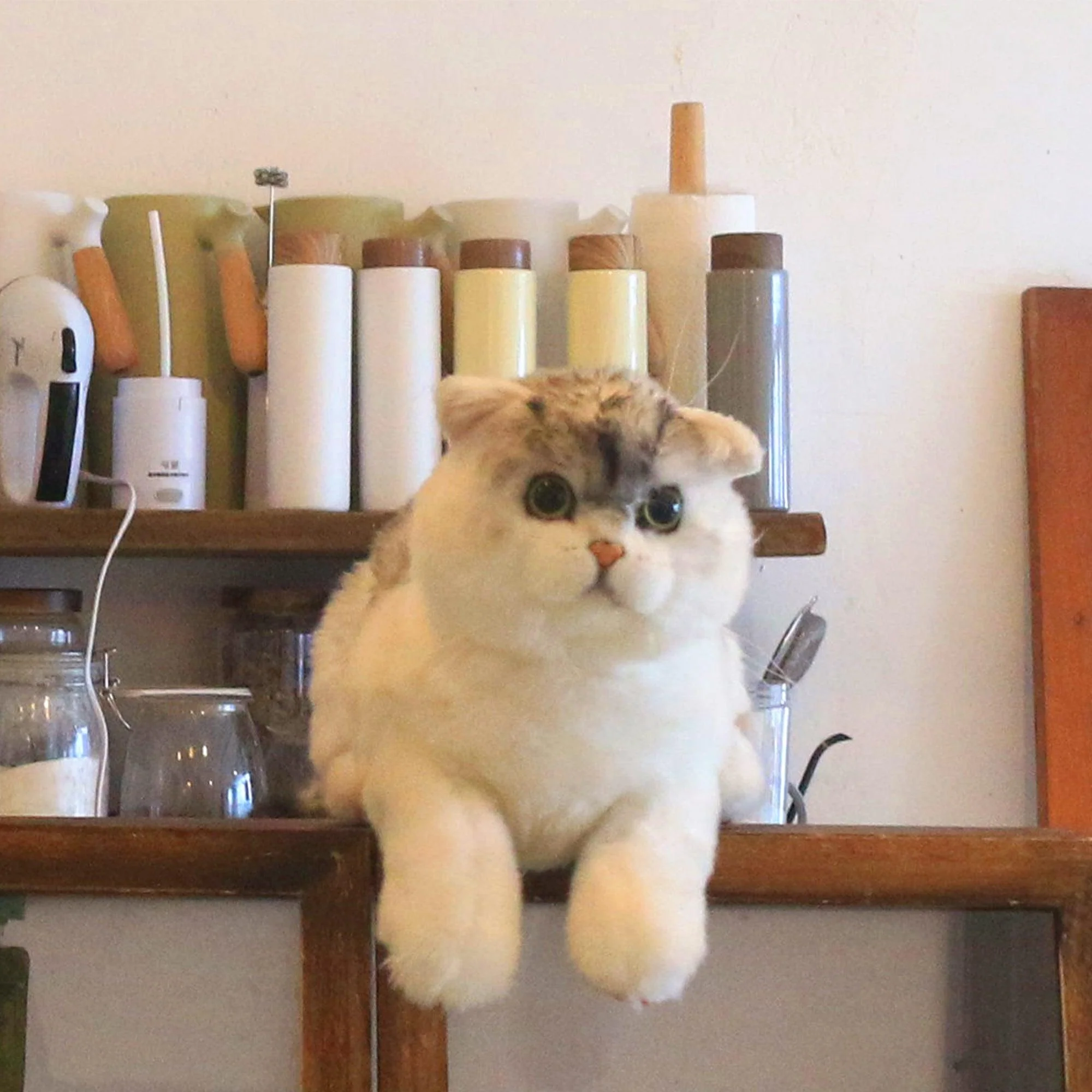 British Shorthair Cat – Realistic Plush for Women - Image 3