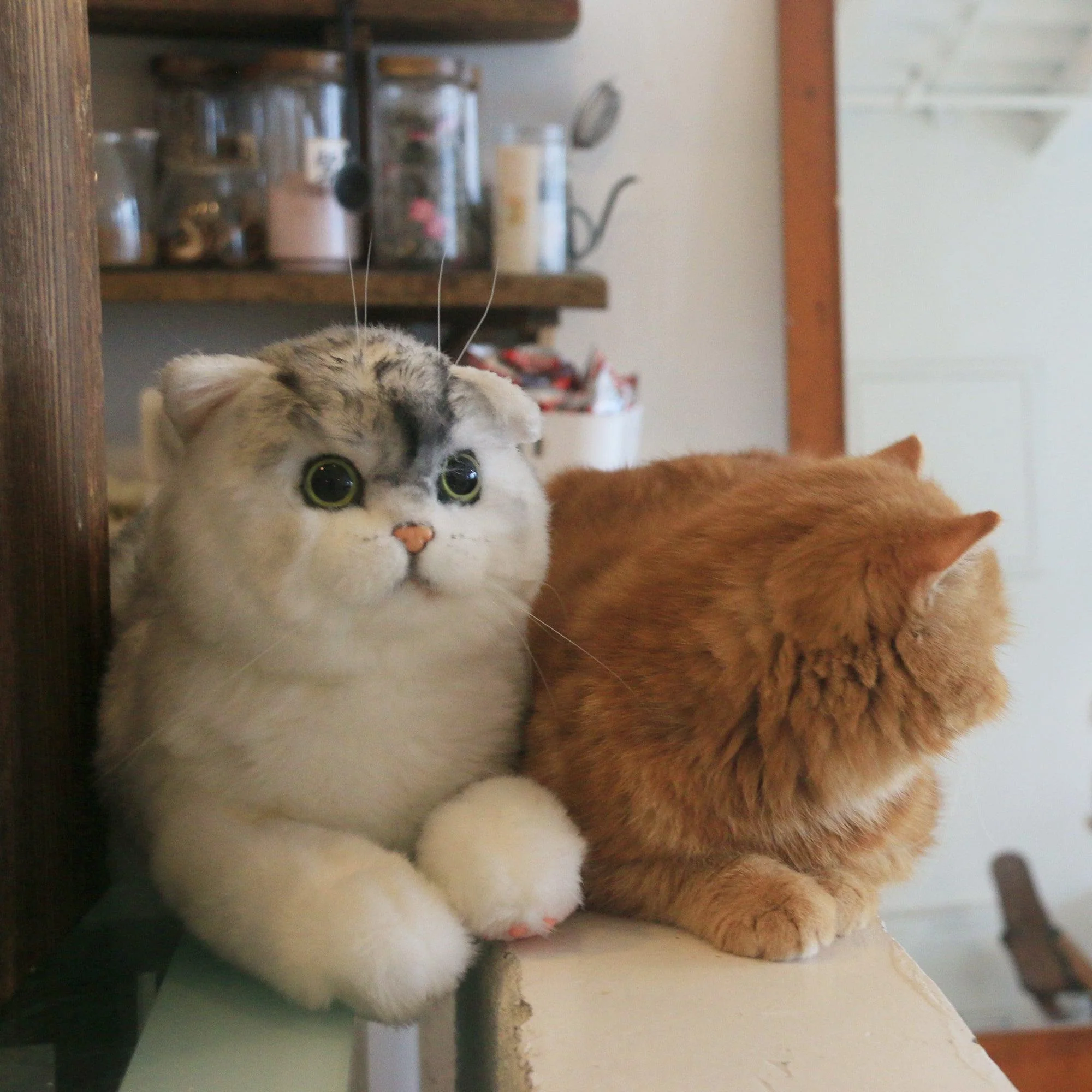 British Shorthair Cat – Realistic Plush for Women - Image 4