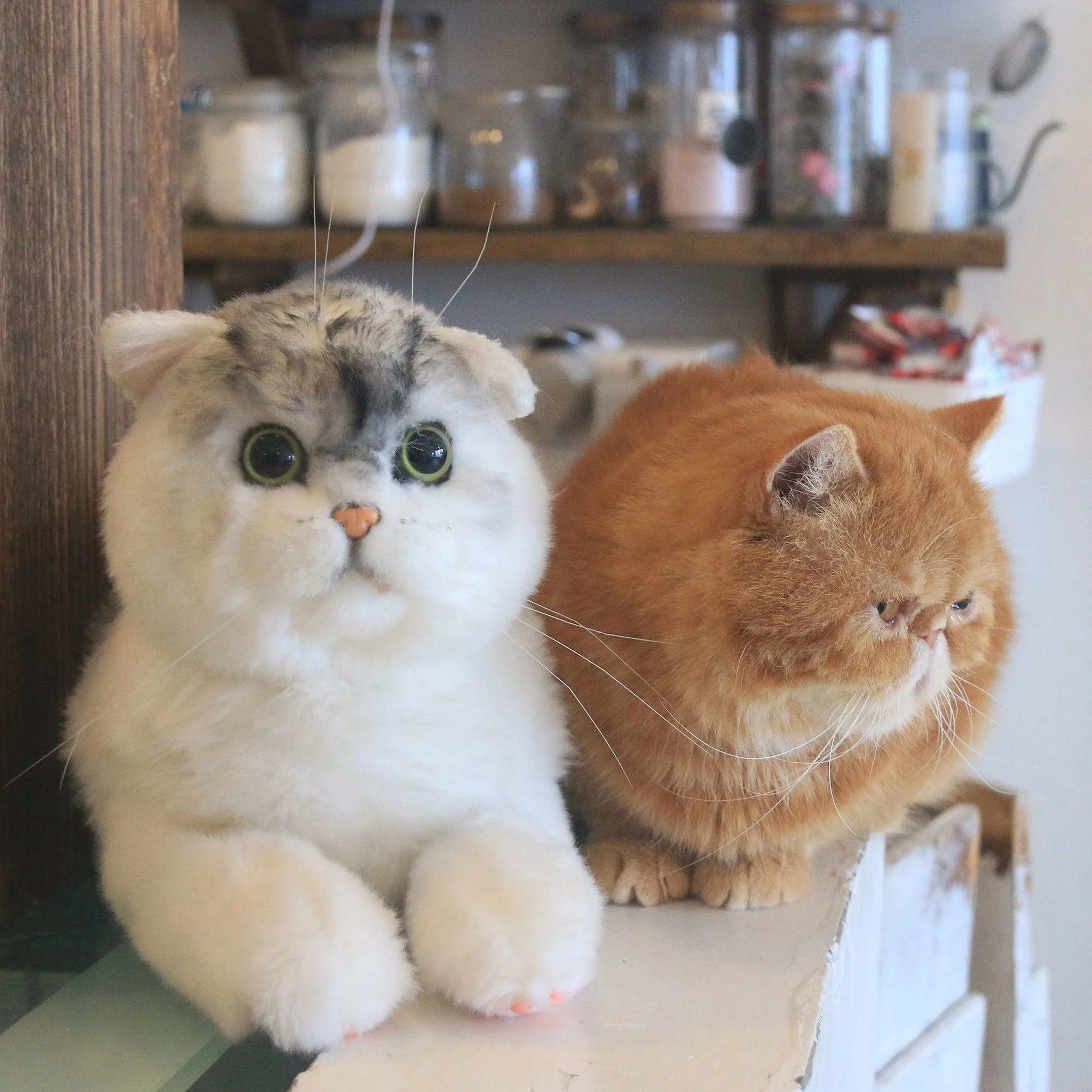 British Shorthair Cat – Realistic Plush for Women - Image 5