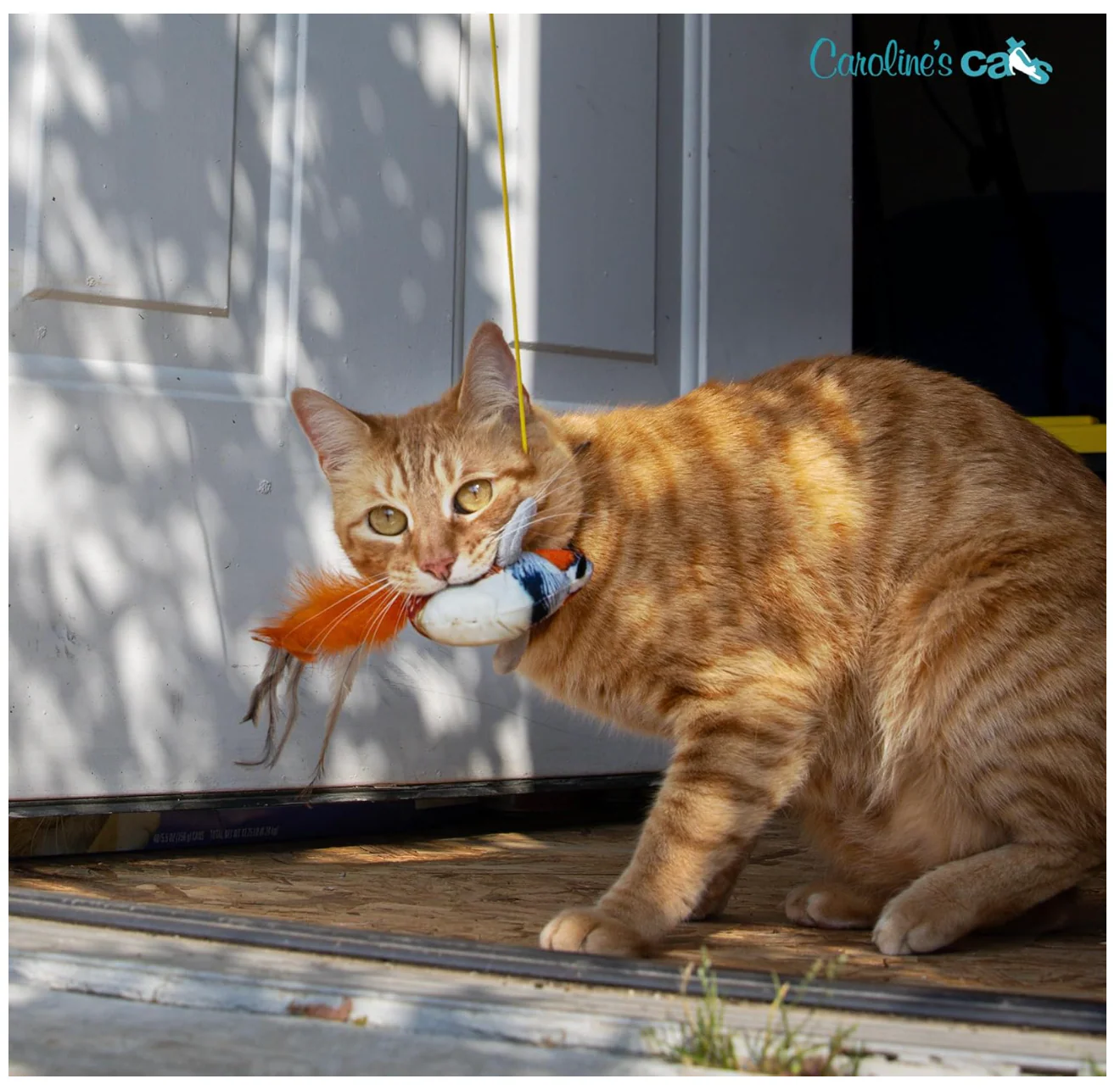 Caroline's Cats Plush Chirping Bird Cat Toy on Elastic String with Doorway Hanger - No Flimsy Suction Cups; Real Electronic Avian Sounds - Image 6