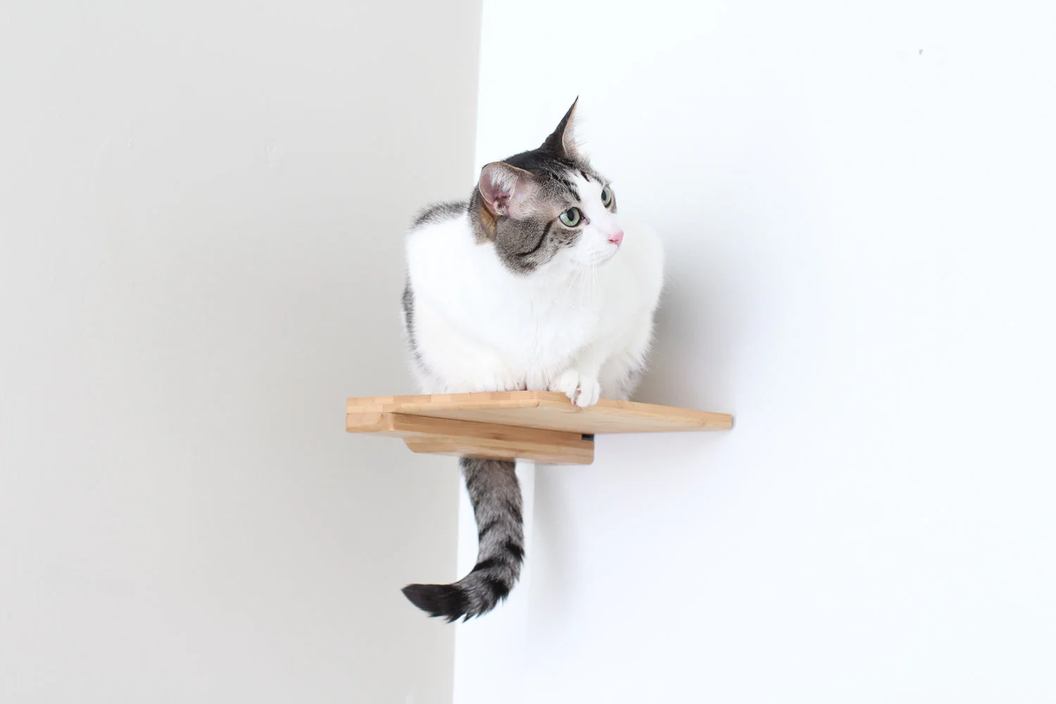 Cat Climbing Shelf - Image 19