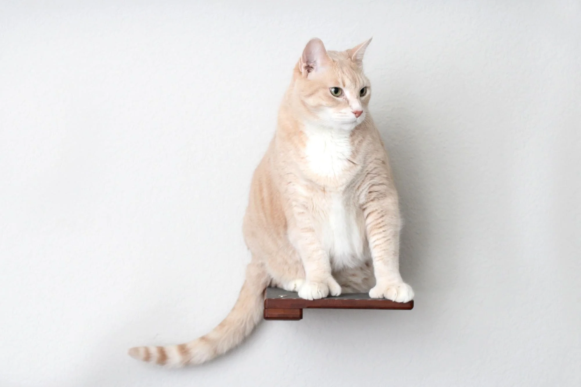 Cat Climbing Shelf - Image 8