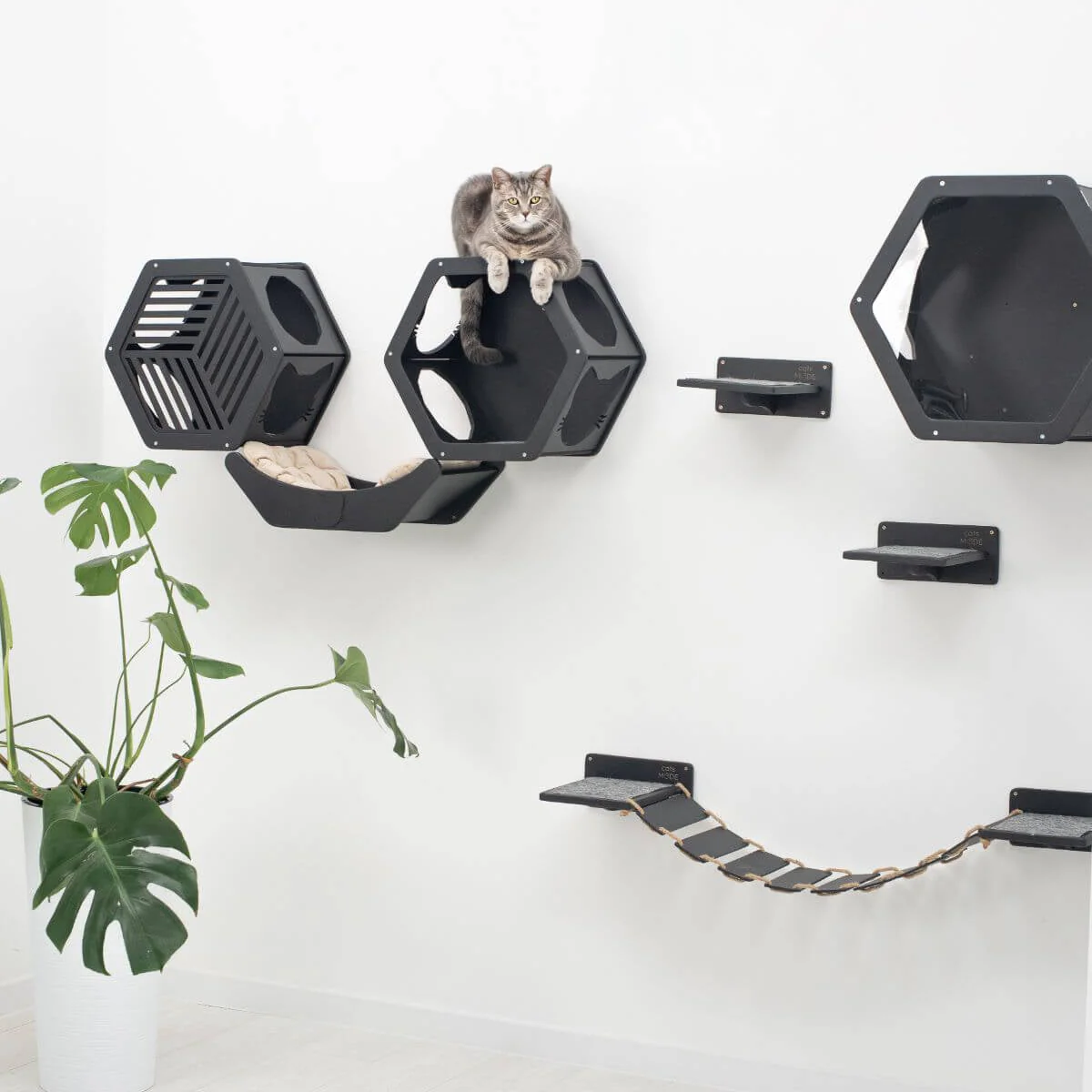 Cat Curve Wall Bed Black - Image 4