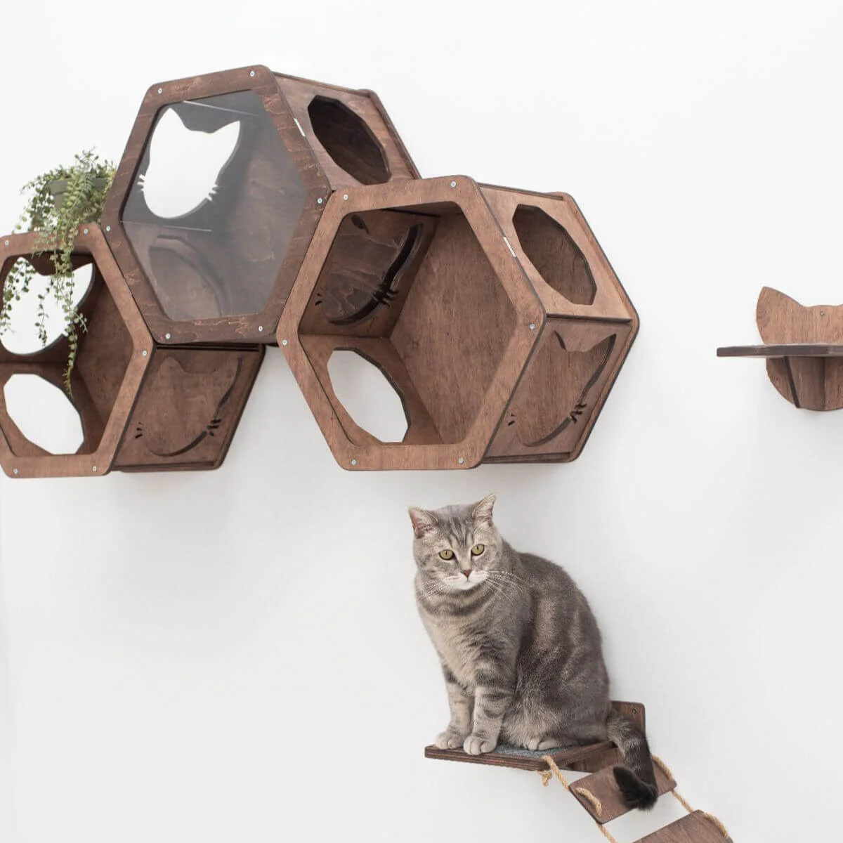Cat Hexagon Shelf Dark Walnut - Image 3