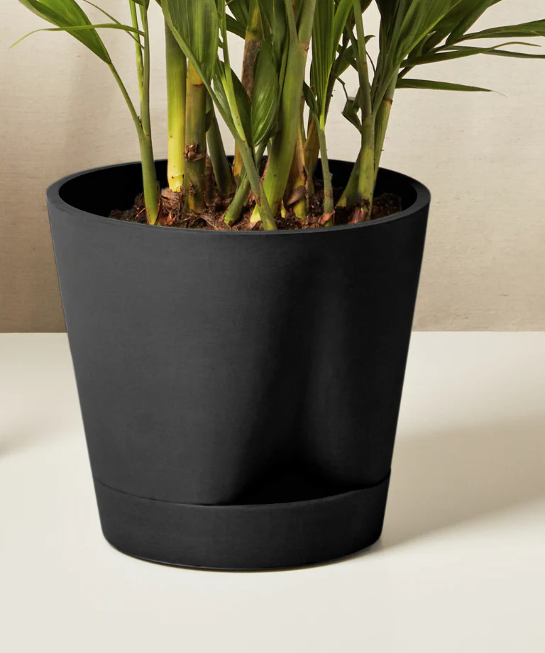Cat Palm - Image 11