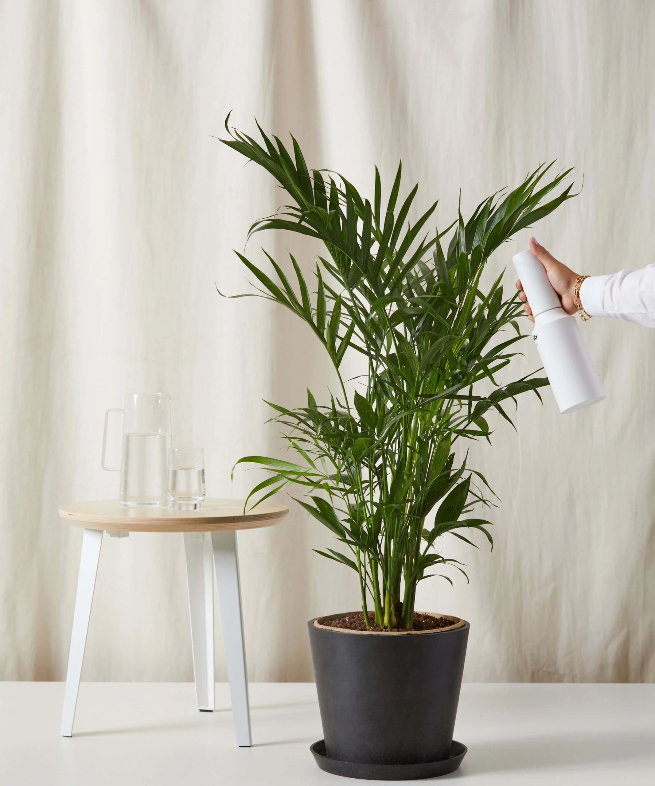 Cat Palm - Image 2
