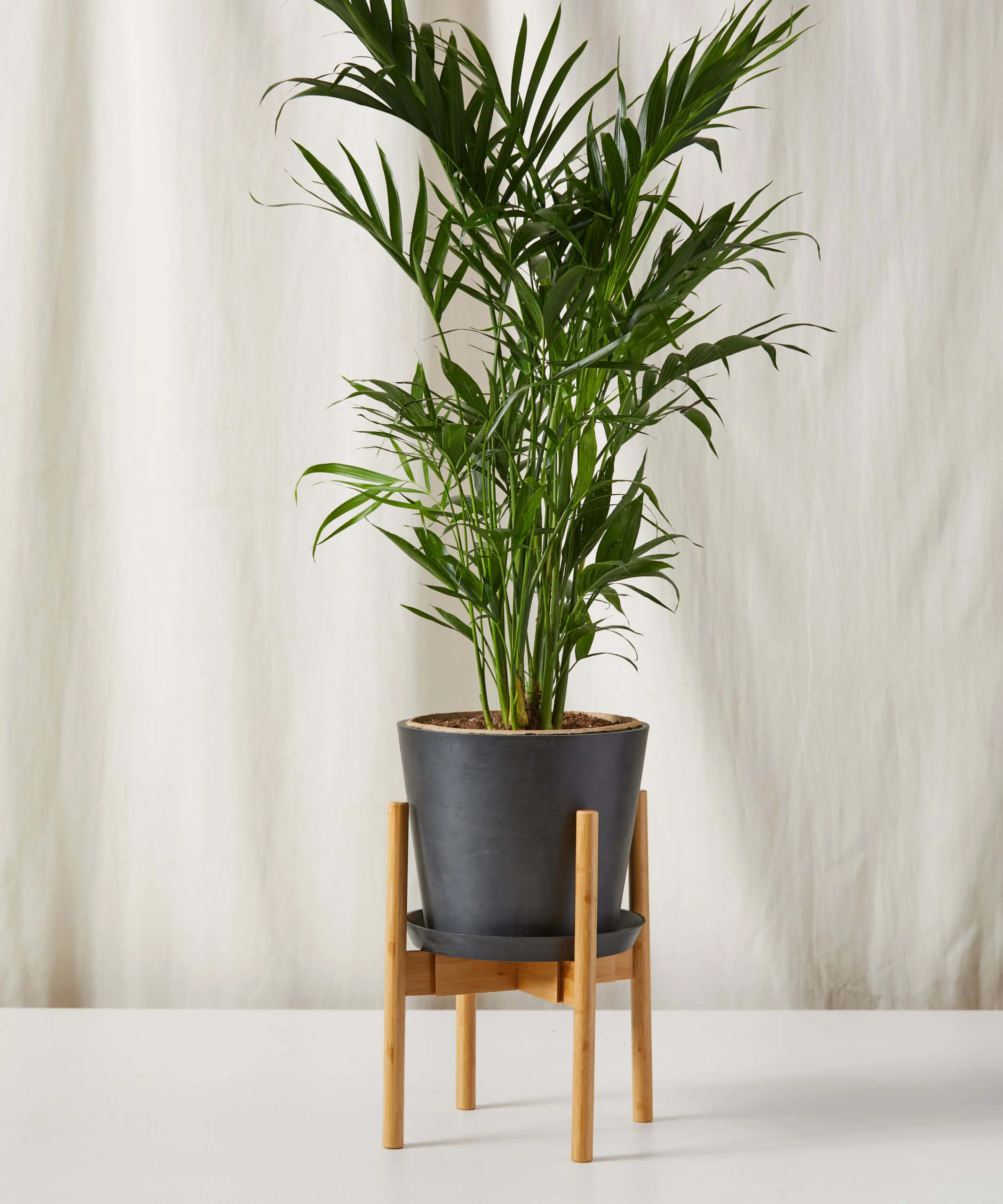 Cat Palm - Image 3