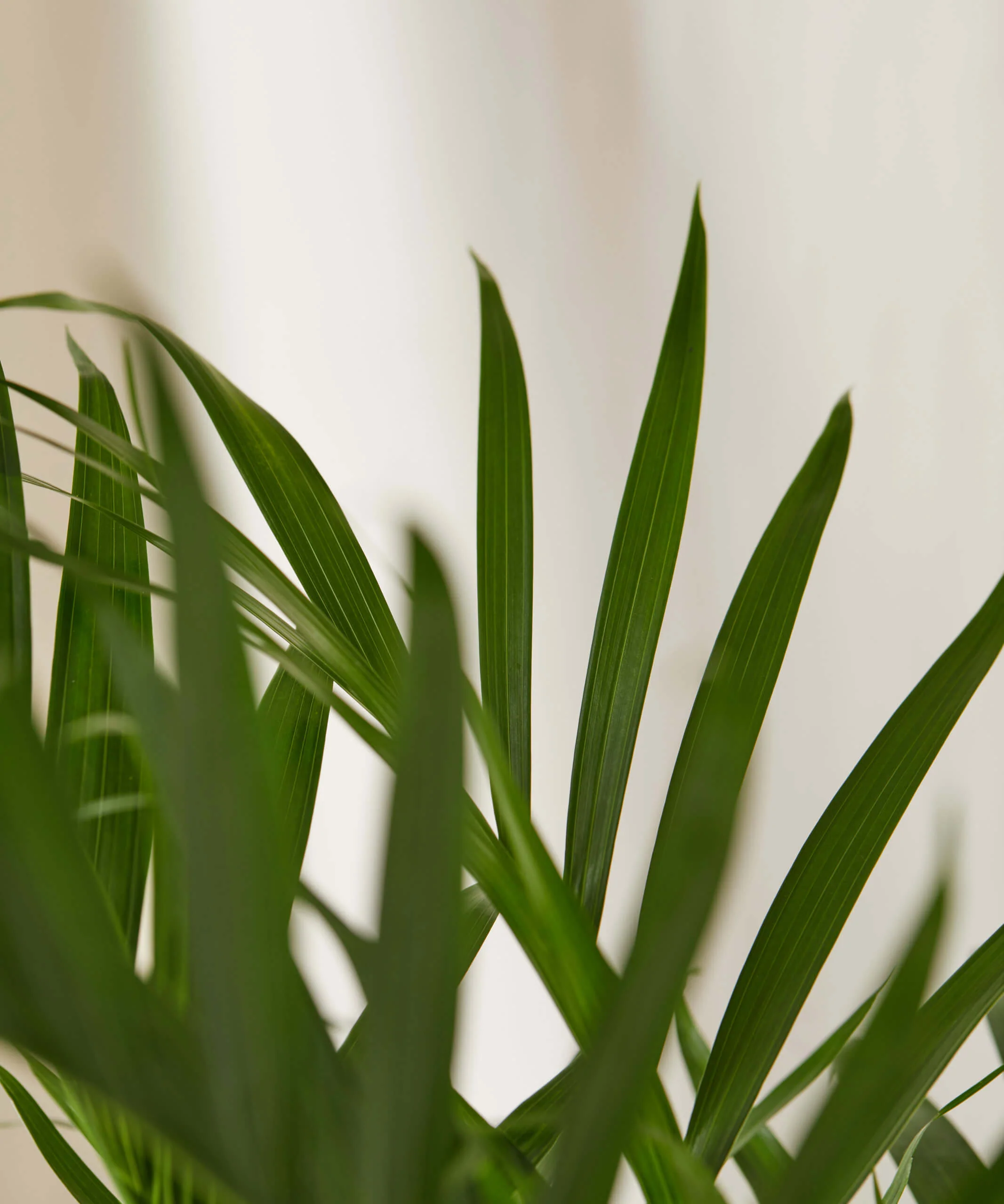 Cat Palm - Image 4