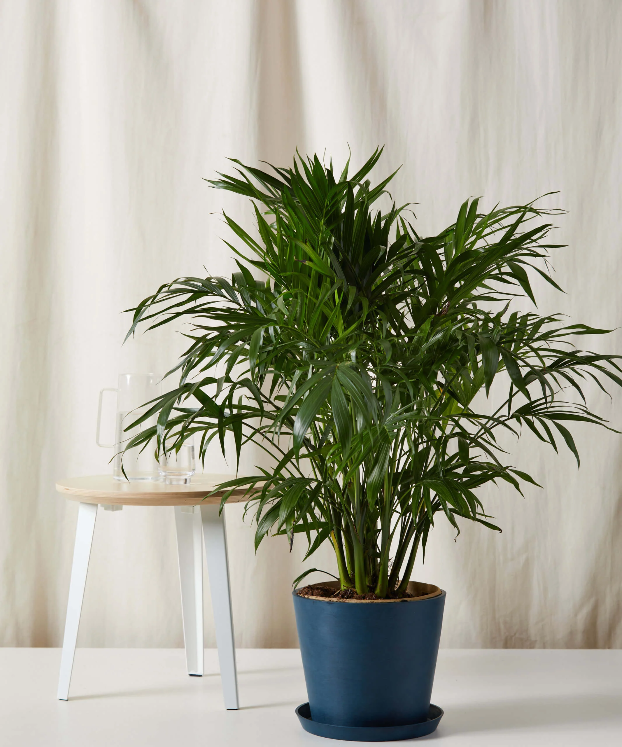 Cat Palm - Image 5