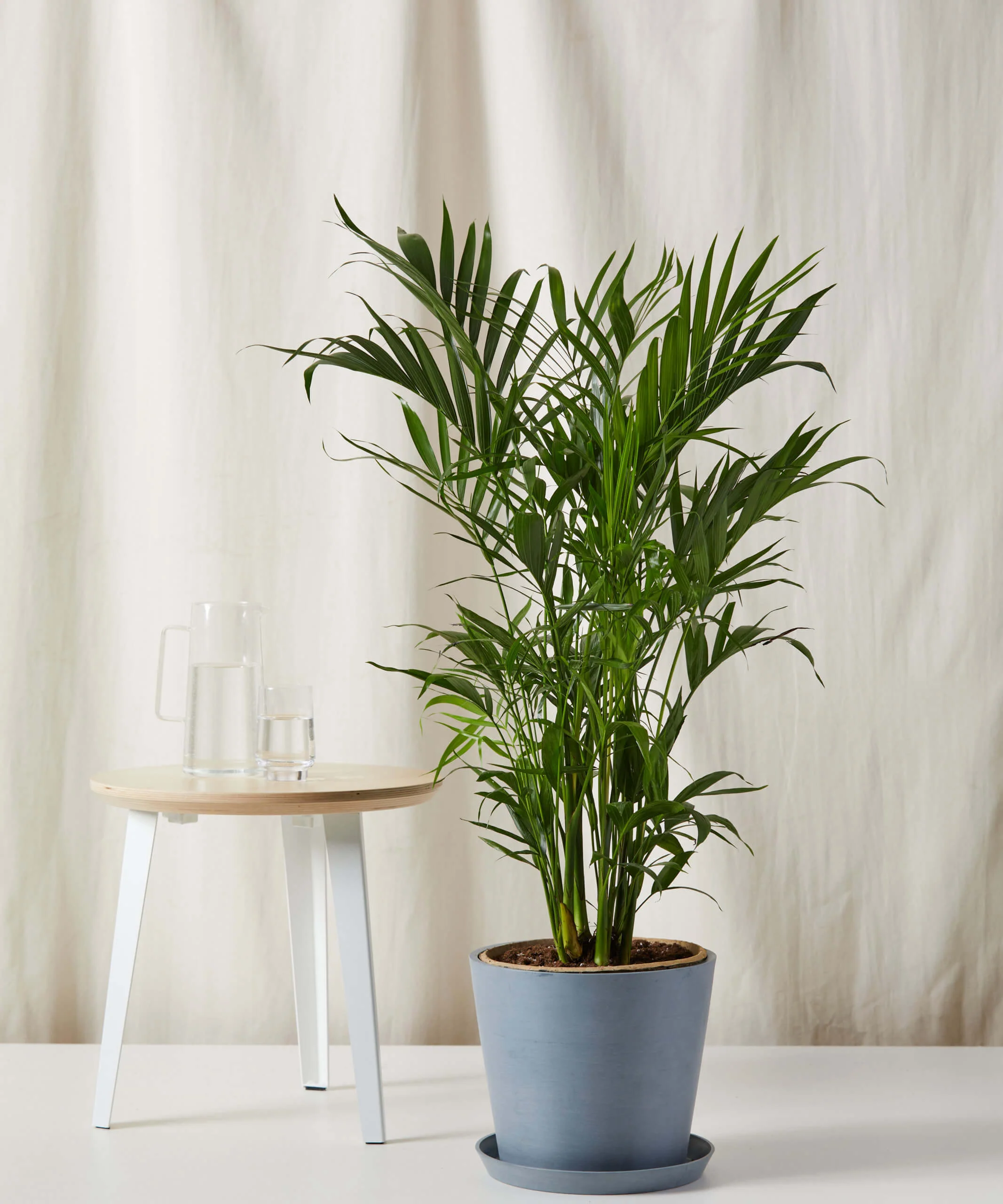 Cat Palm - Image 6