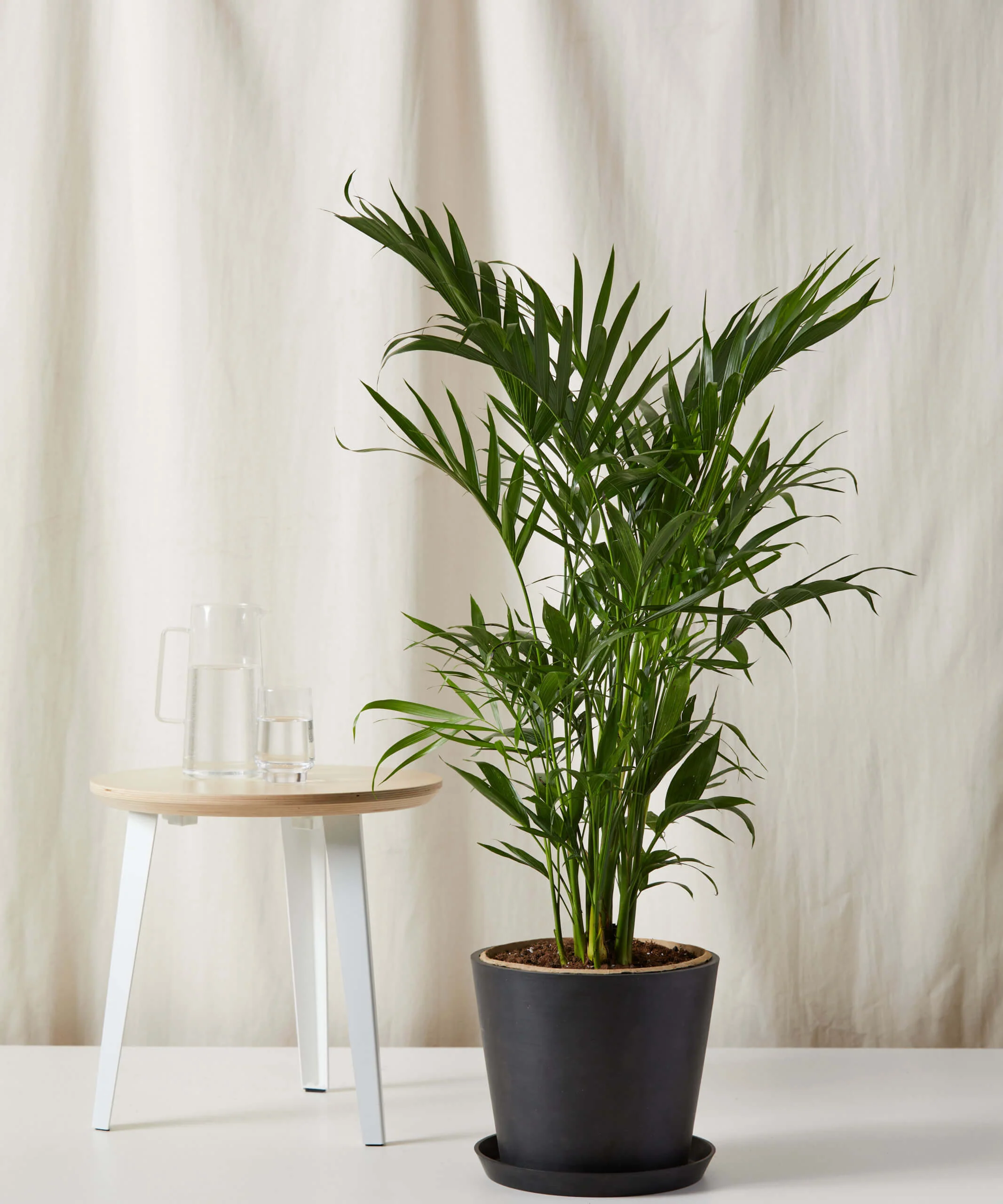 Cat Palm - Image 7