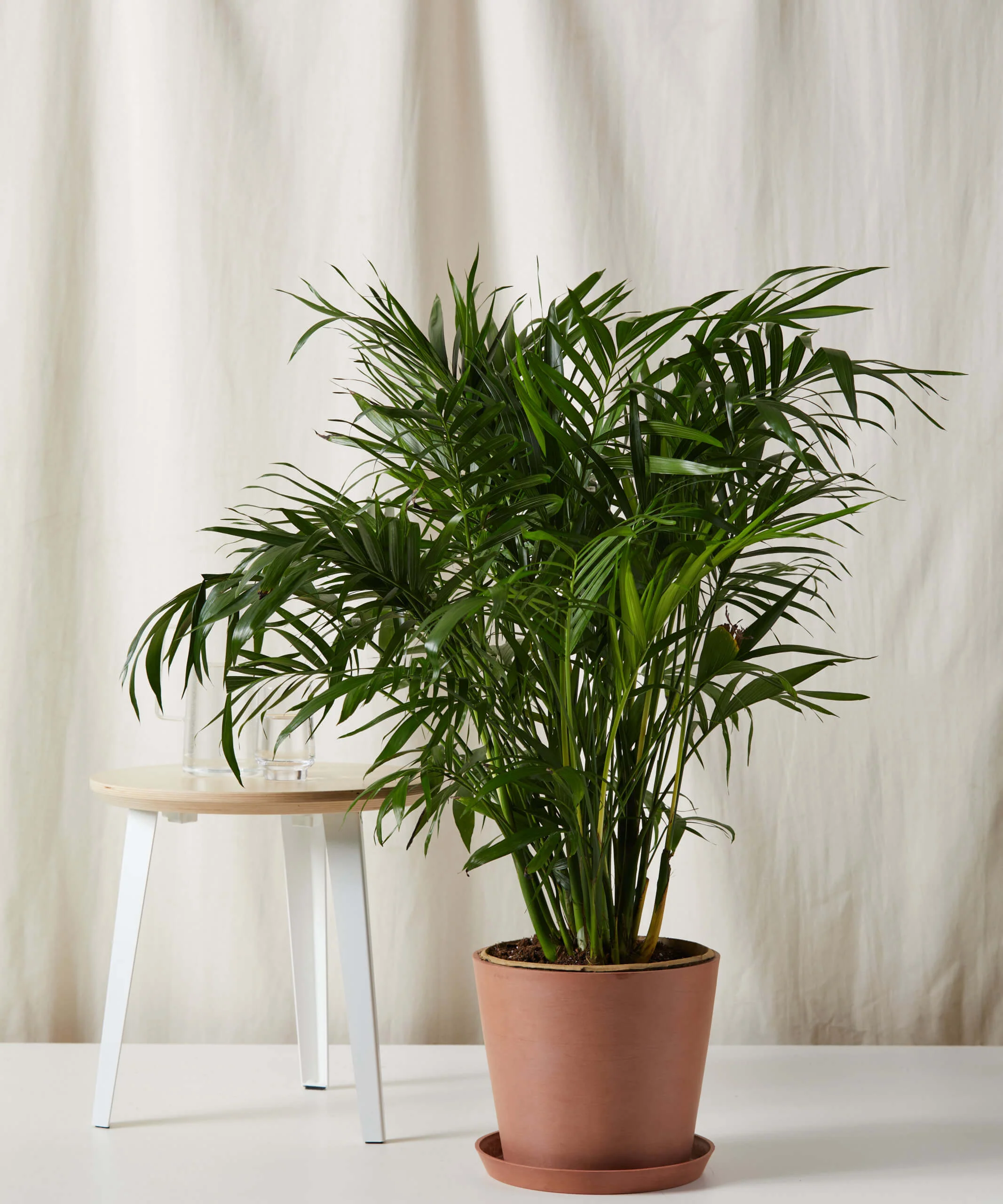 Cat Palm - Image 8