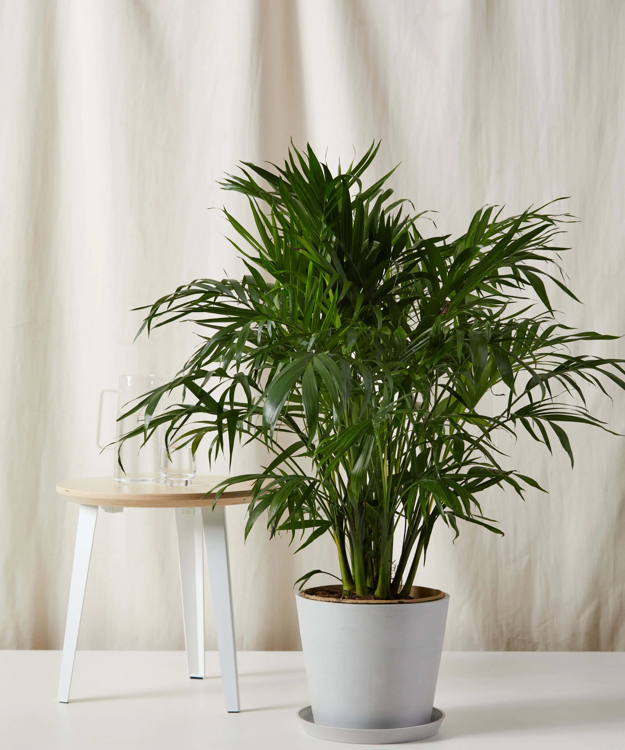 Cat Palm - Image 9
