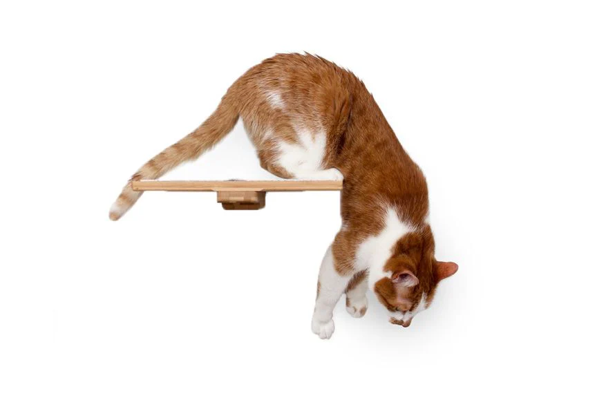 Cat Perch - Wall Mounted and Wooden - Image 2