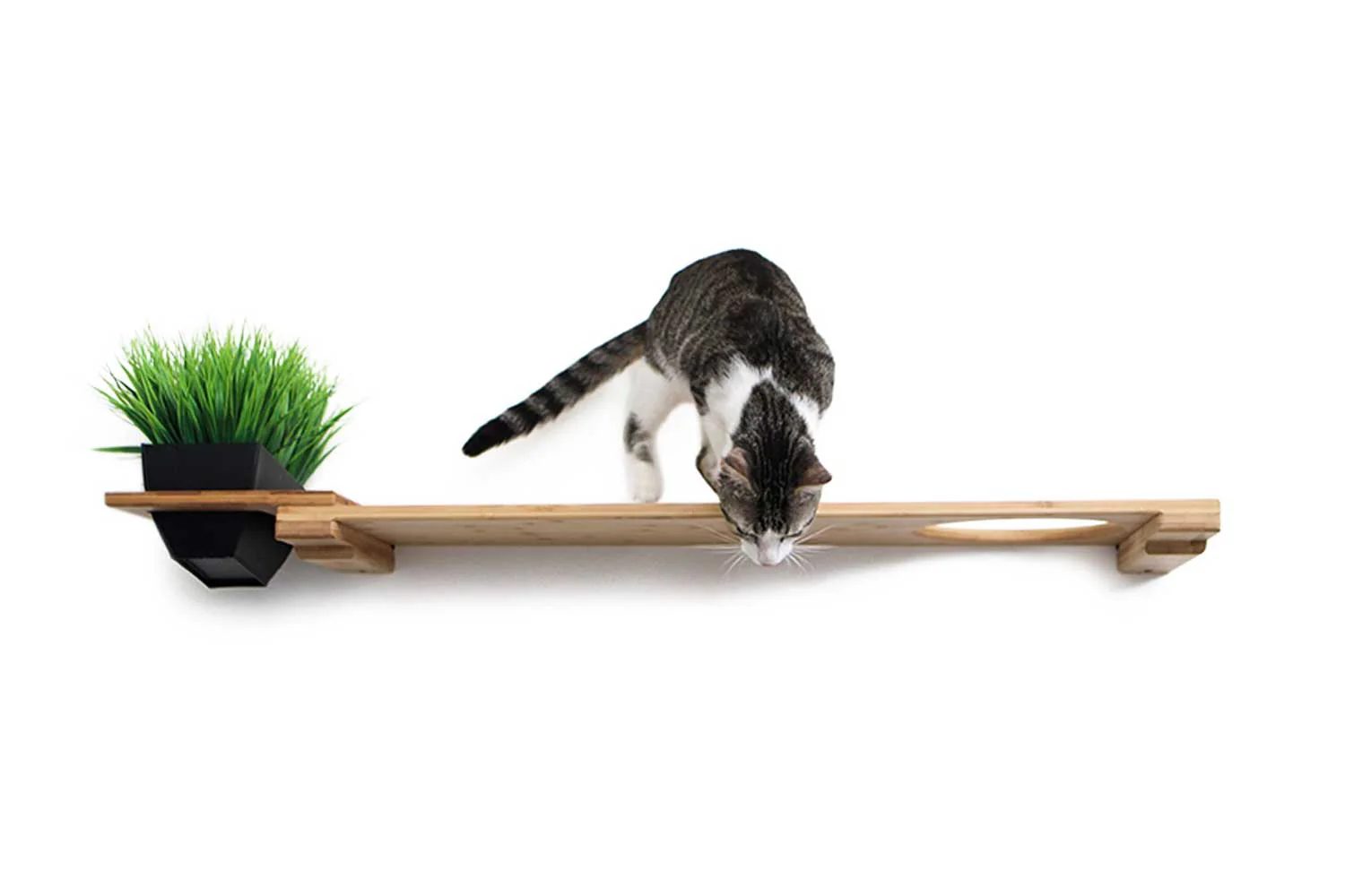 Cat Plant Stand for Wall - Image 15