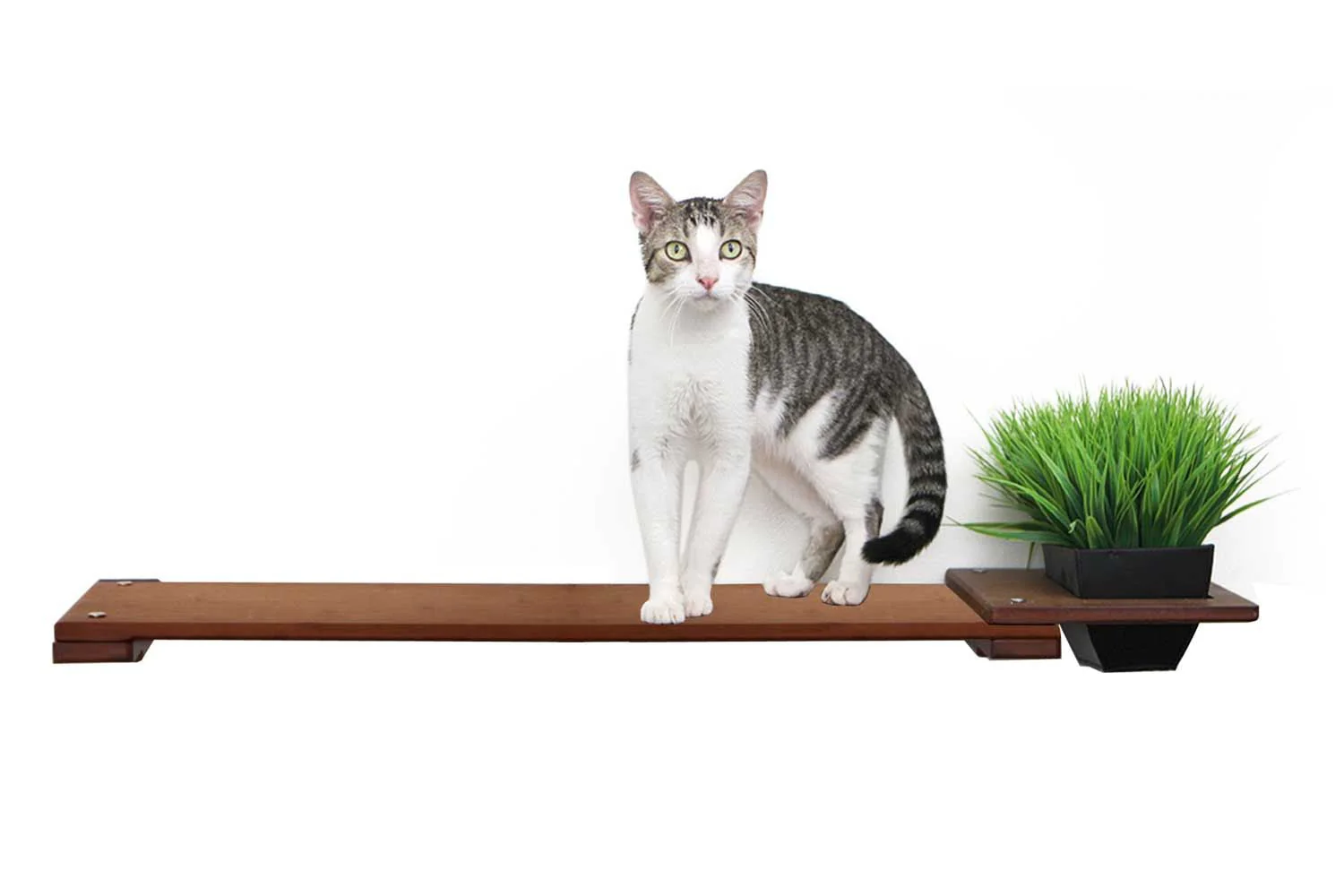 Cat Plant Stand for Wall - Image 23