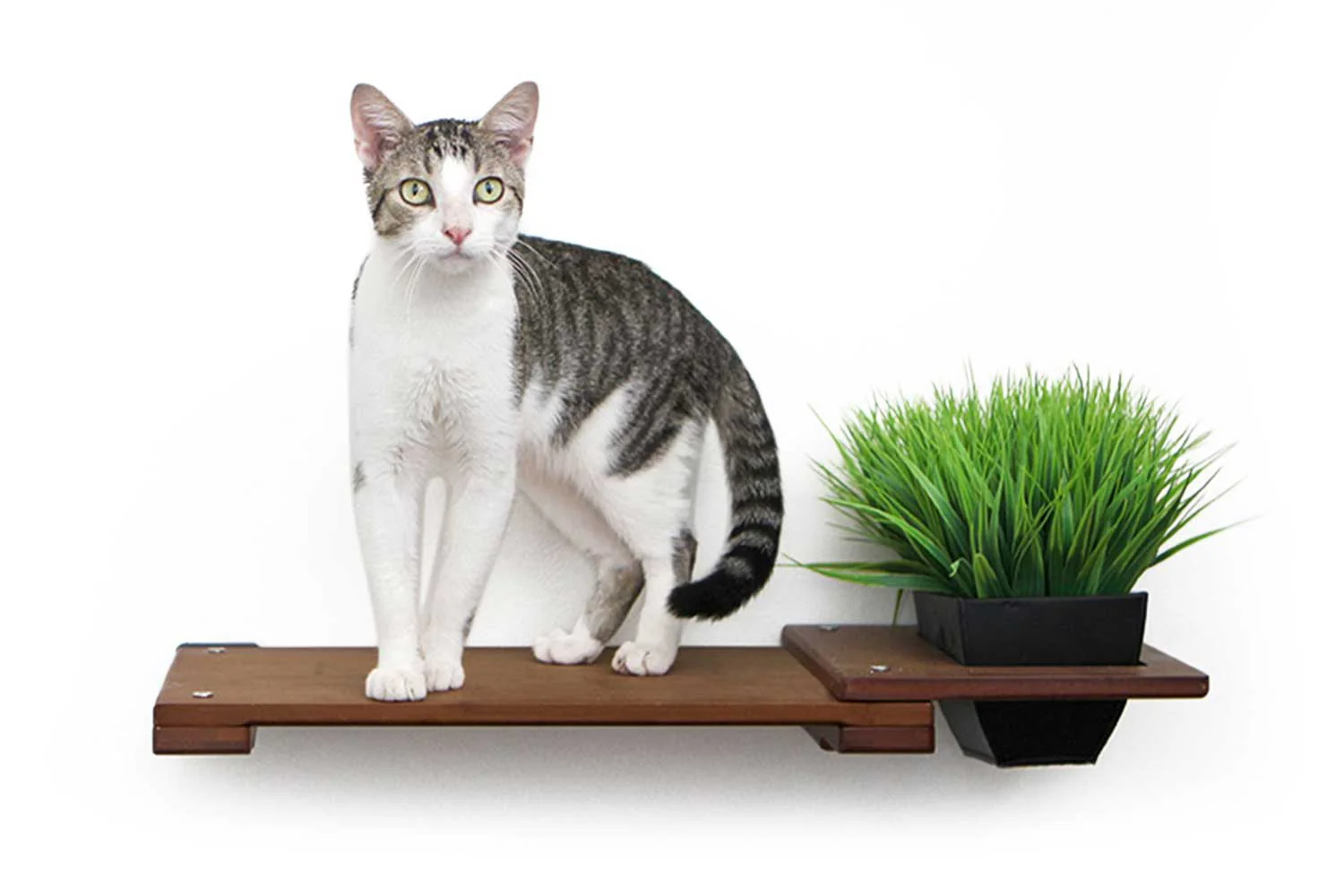 Cat Plant Stand for Wall - Image 8