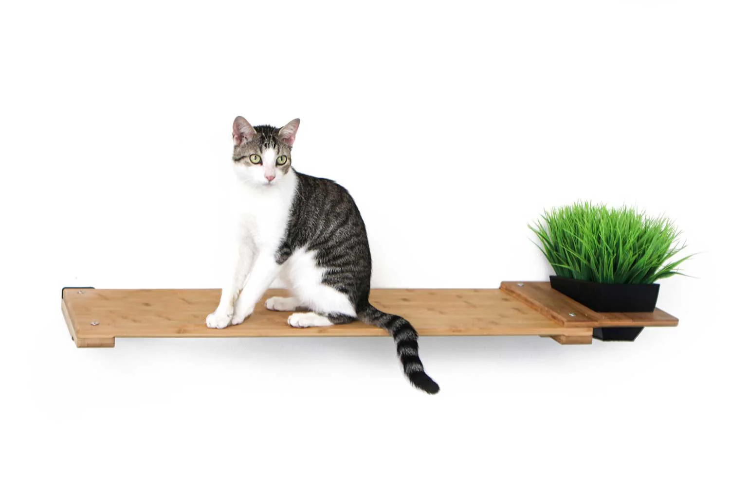 Cat Plant Stand for Wall - Image 9