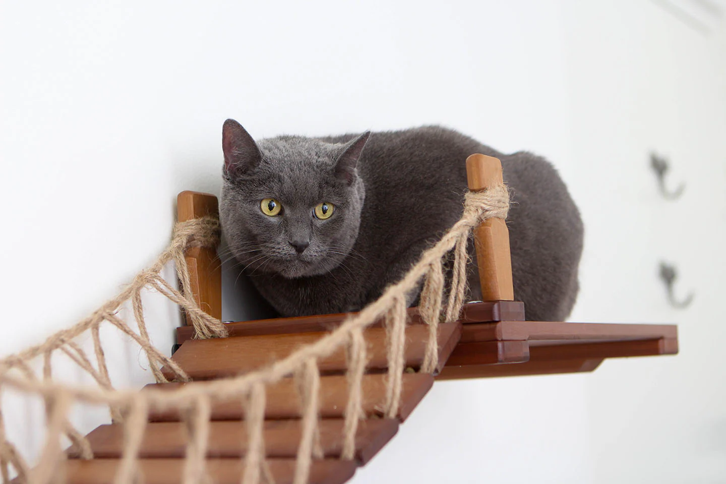 Cat Wall Bridge and Shelf Set - Image 25