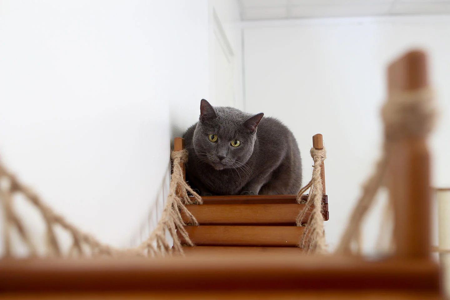 Cat Wall Bridge and Shelf Set - Image 33