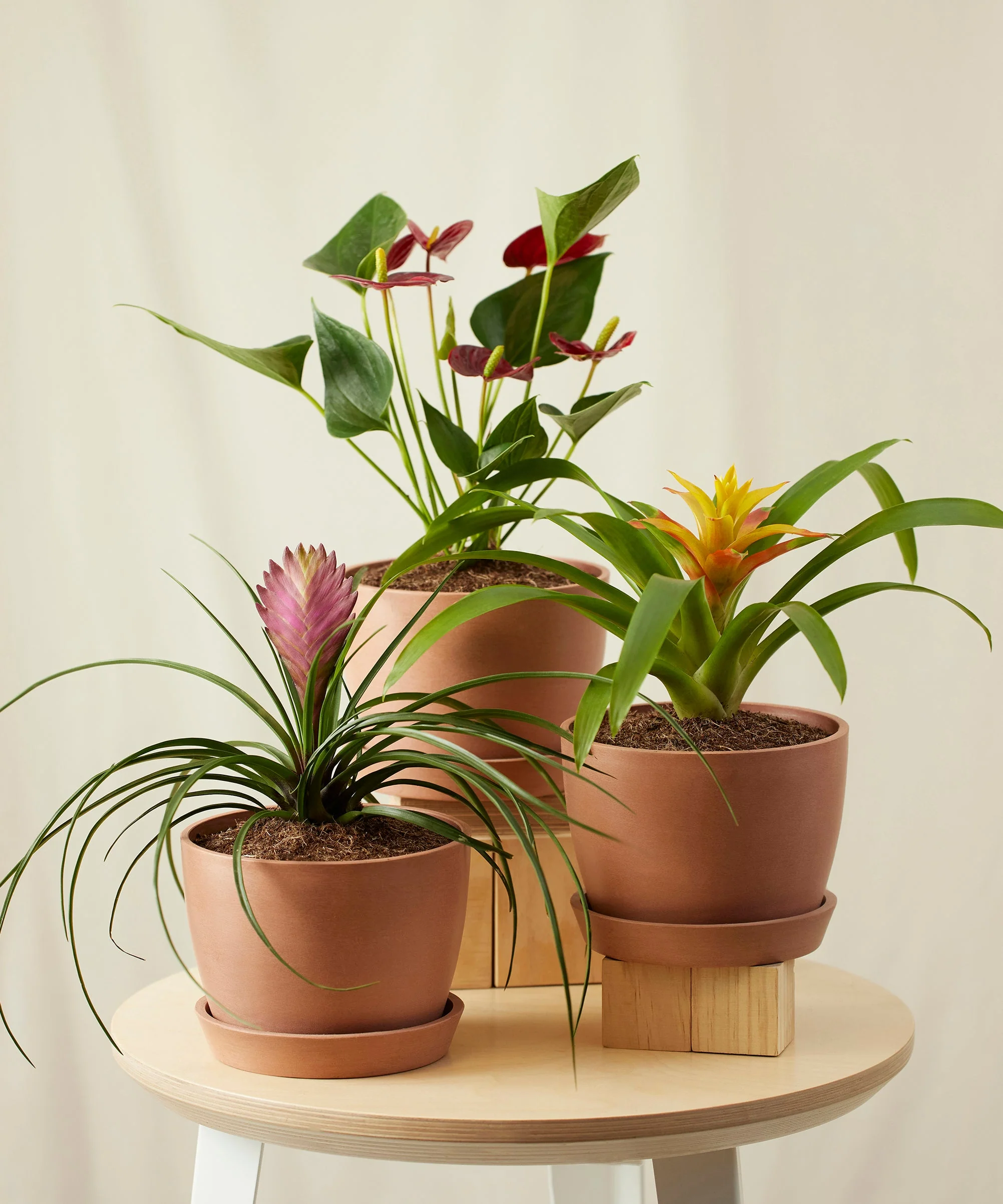 Colorful Collection - Image 10