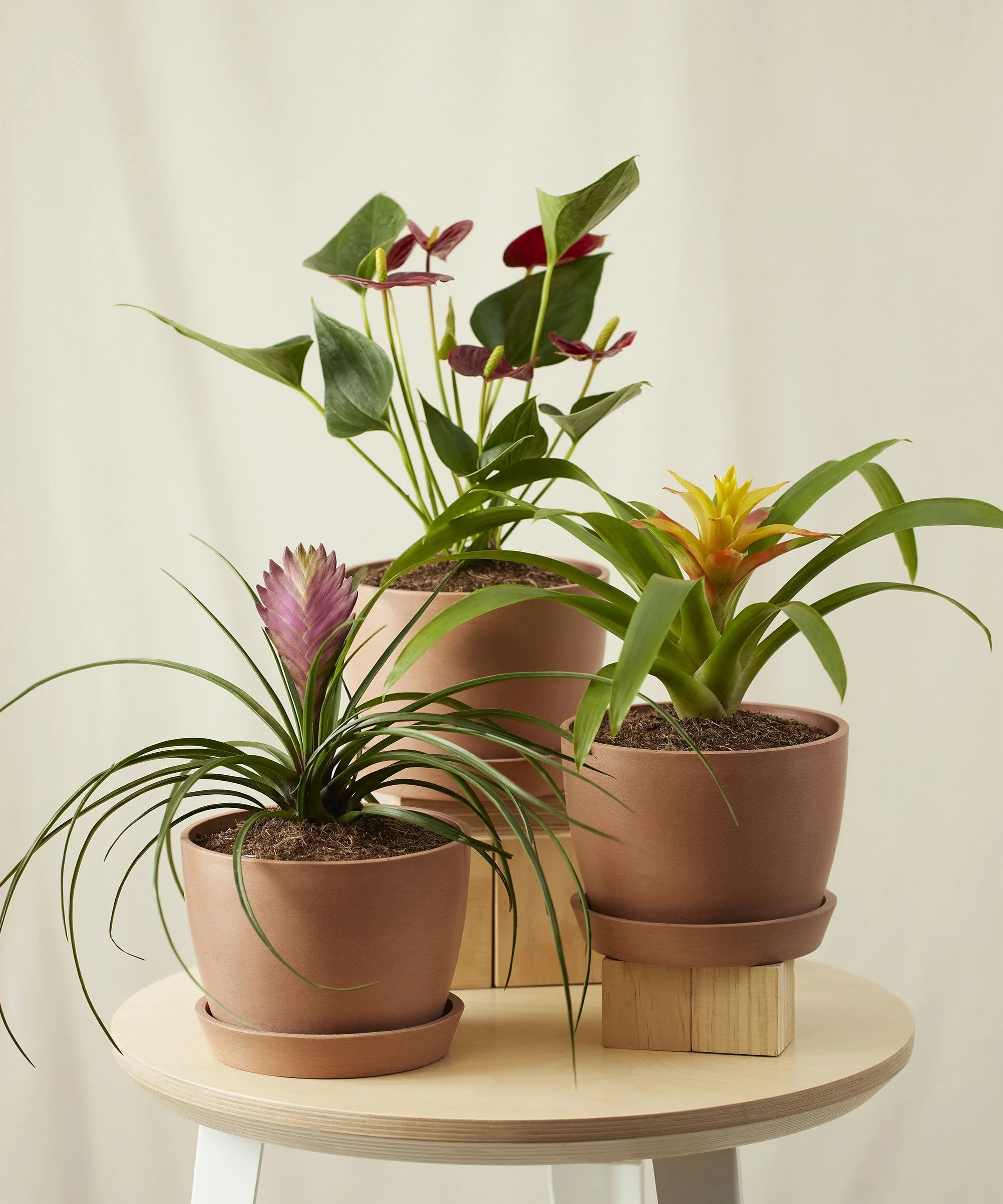 Colorful Collection - Image 12