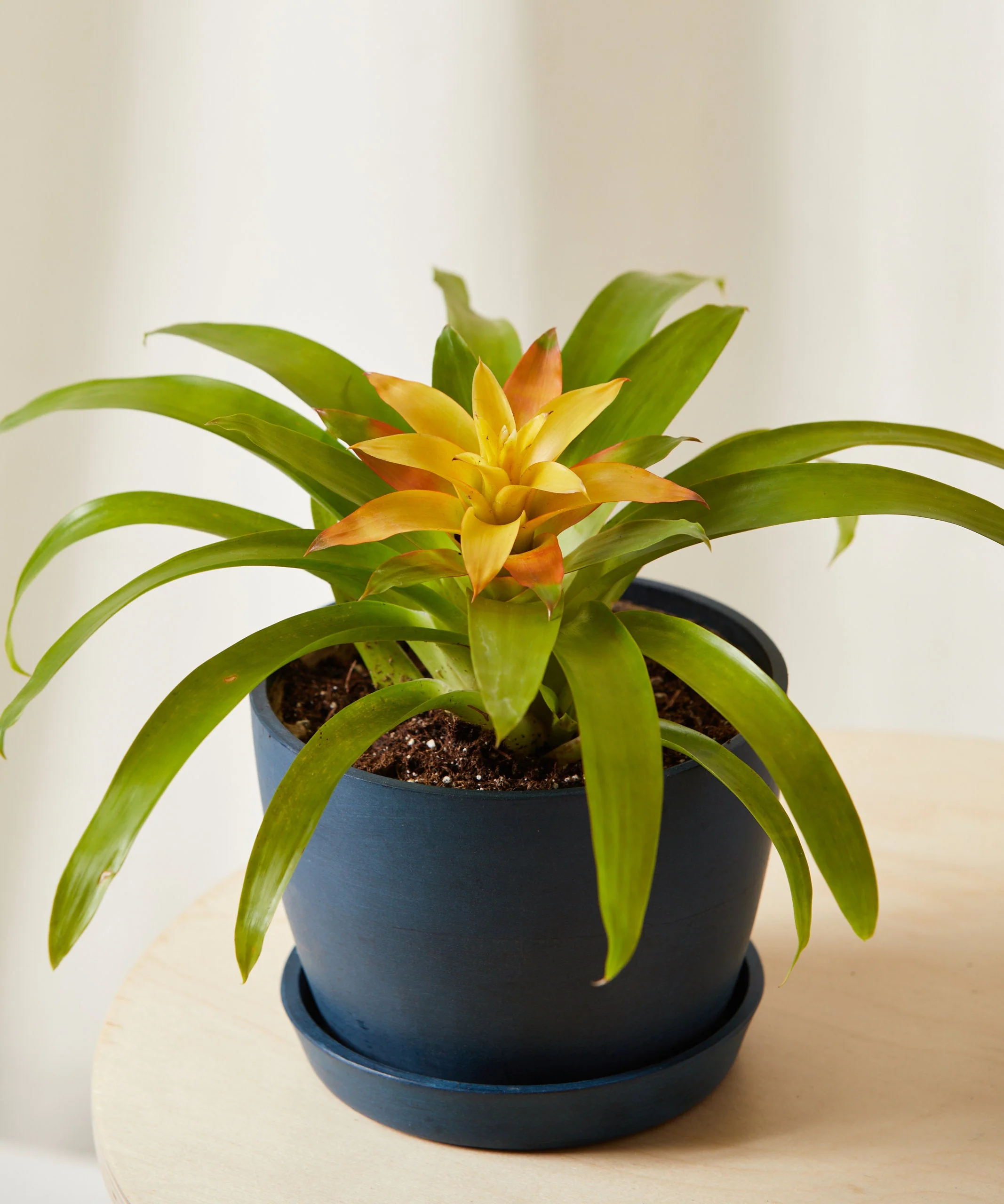 Colorful Collection - Image 5