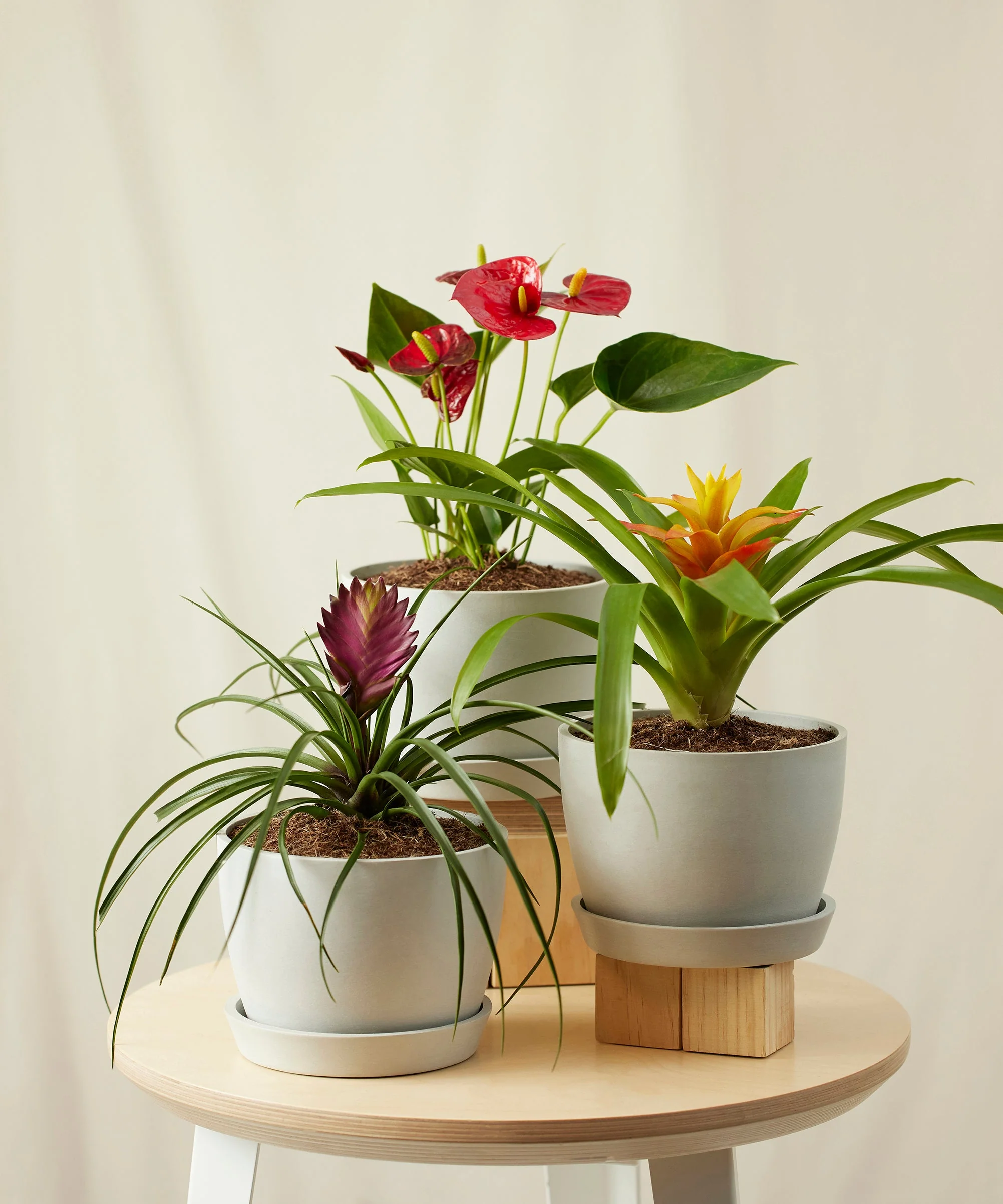 Colorful Collection - Image 6