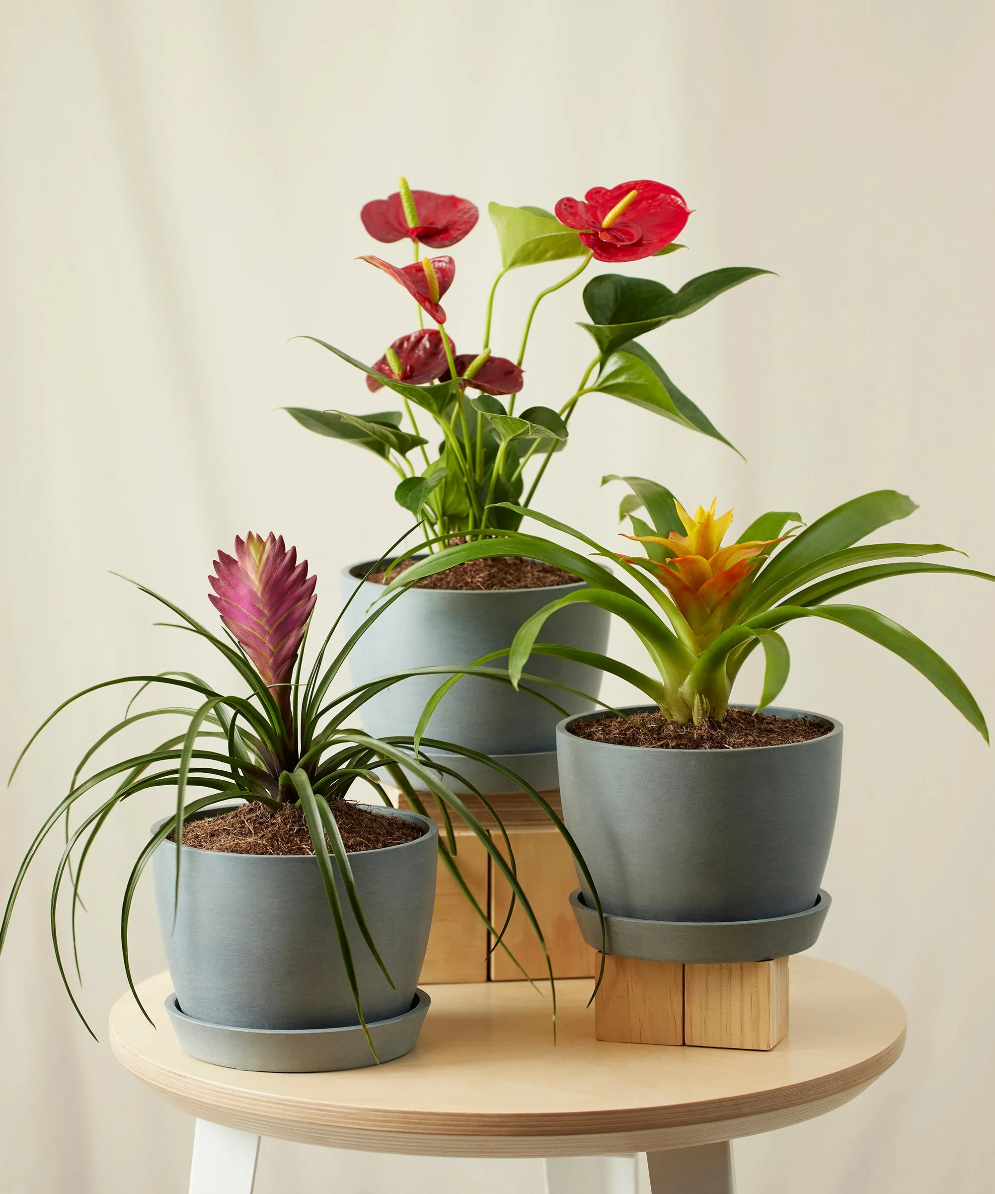 Colorful Collection - Image 7