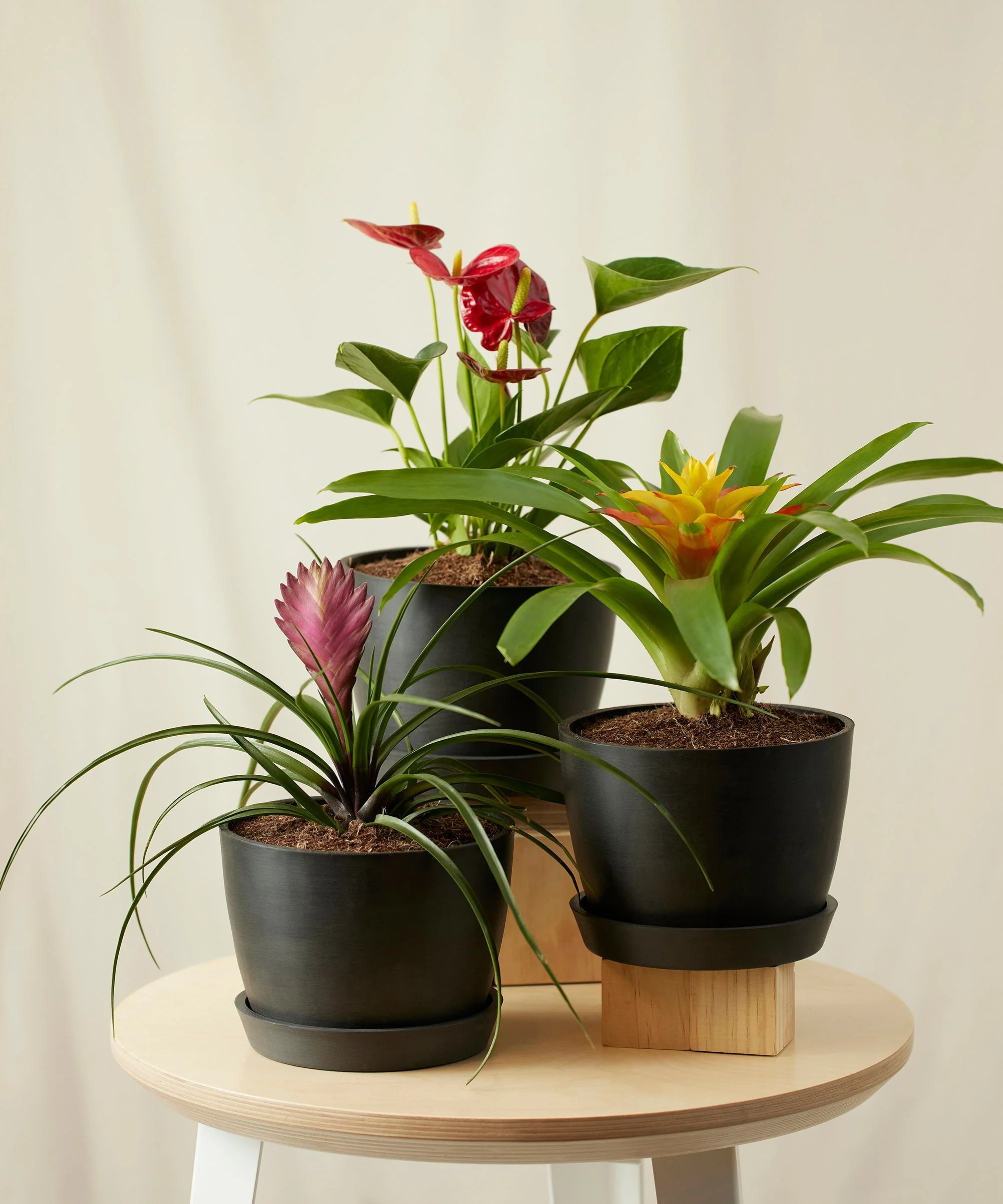 Colorful Collection - Image 9