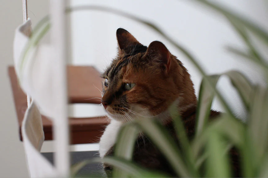 Deluxe Cat Cubby Bed - Image 17