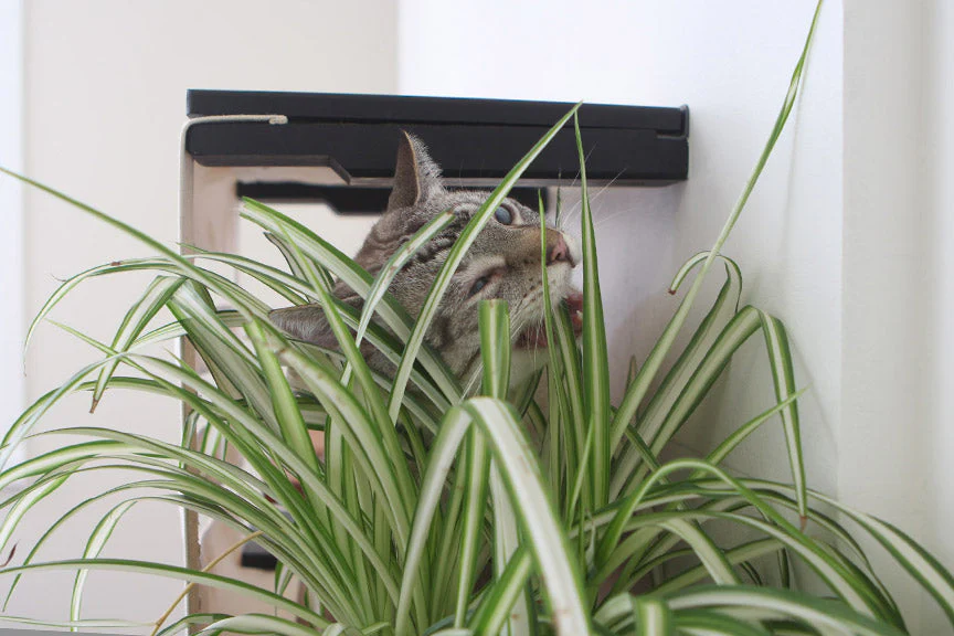 Deluxe Cat Cubby Bed - Image 4
