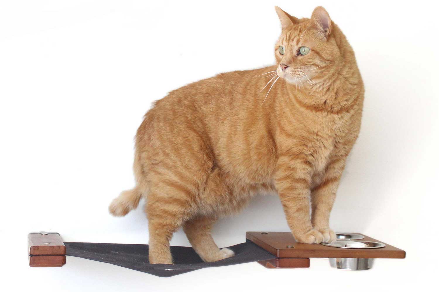 Dog Proof Cat Feeder - Wall-Mounted - Raised - Image 12