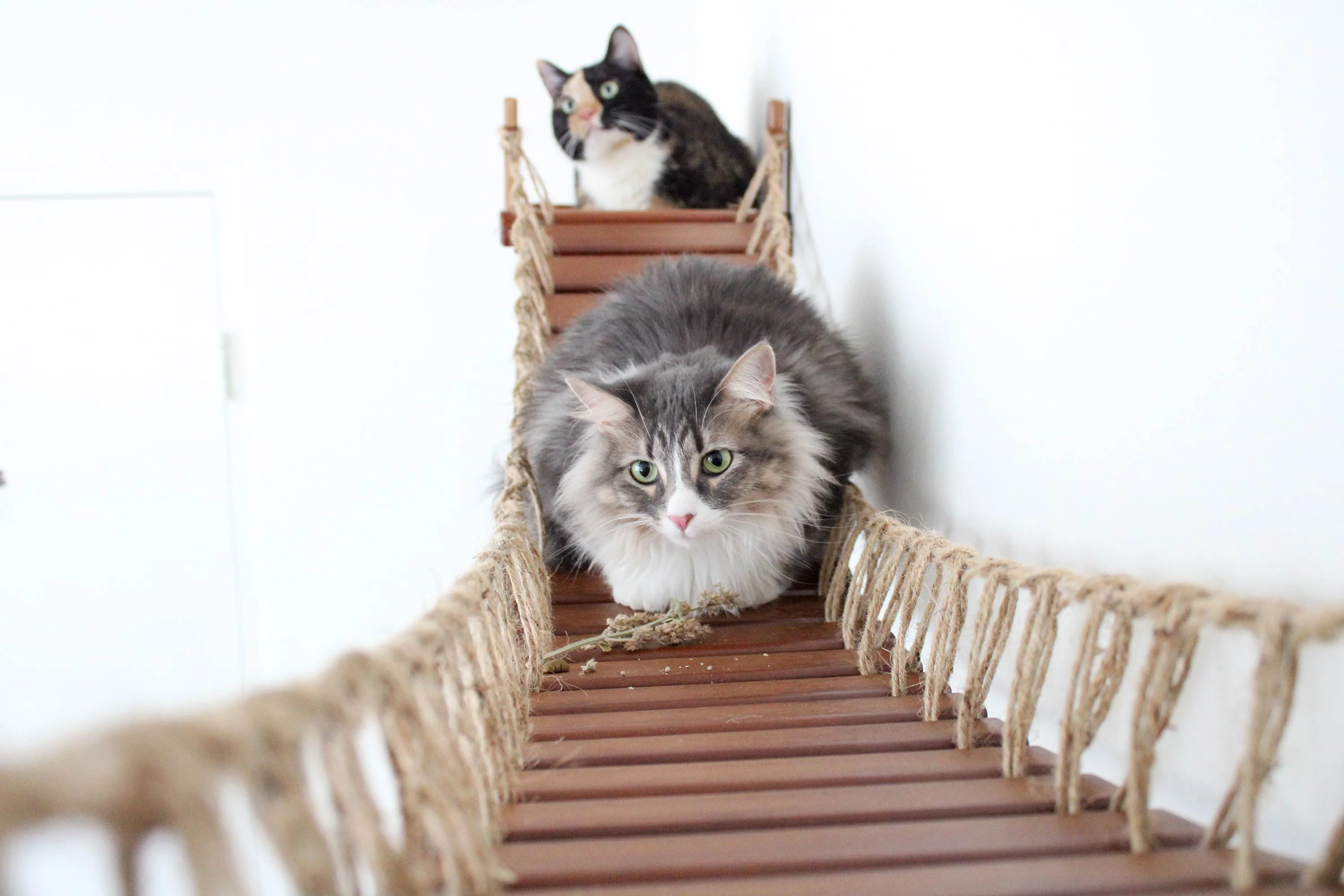 Double Cat Hammock and Climbing Bridge Combo - Image 38
