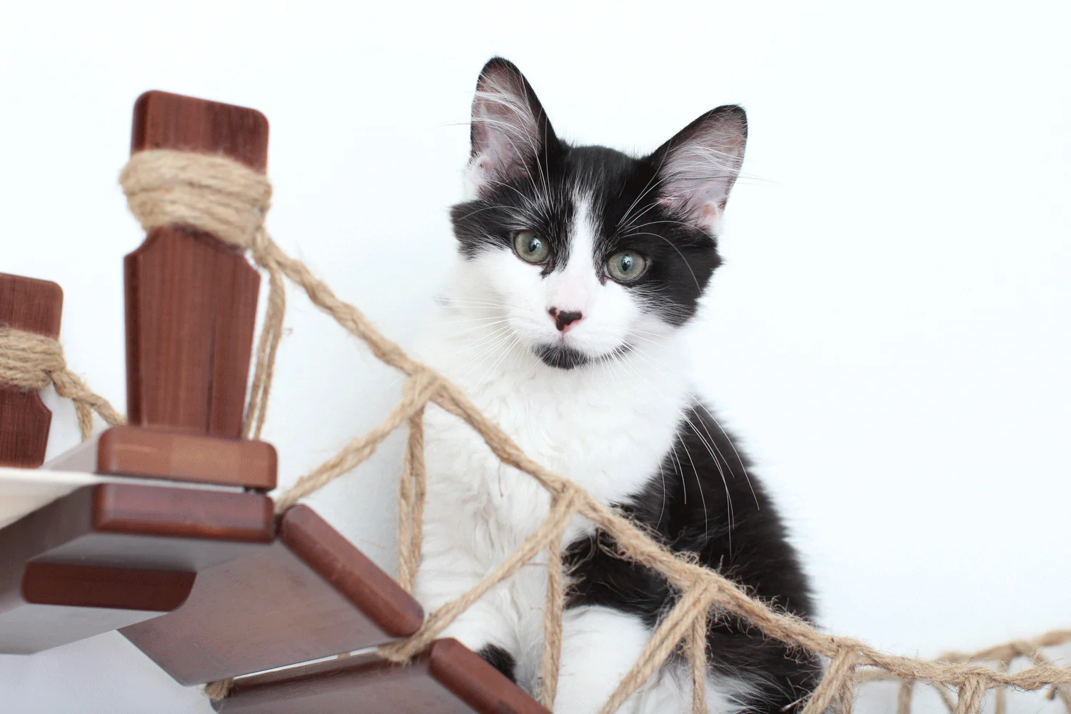 Double Cat Hammock and Climbing Bridge Combo - Image 40